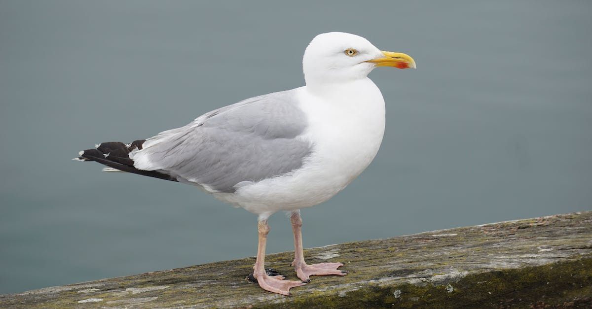 A seagull is standing on a ledge next to the water.