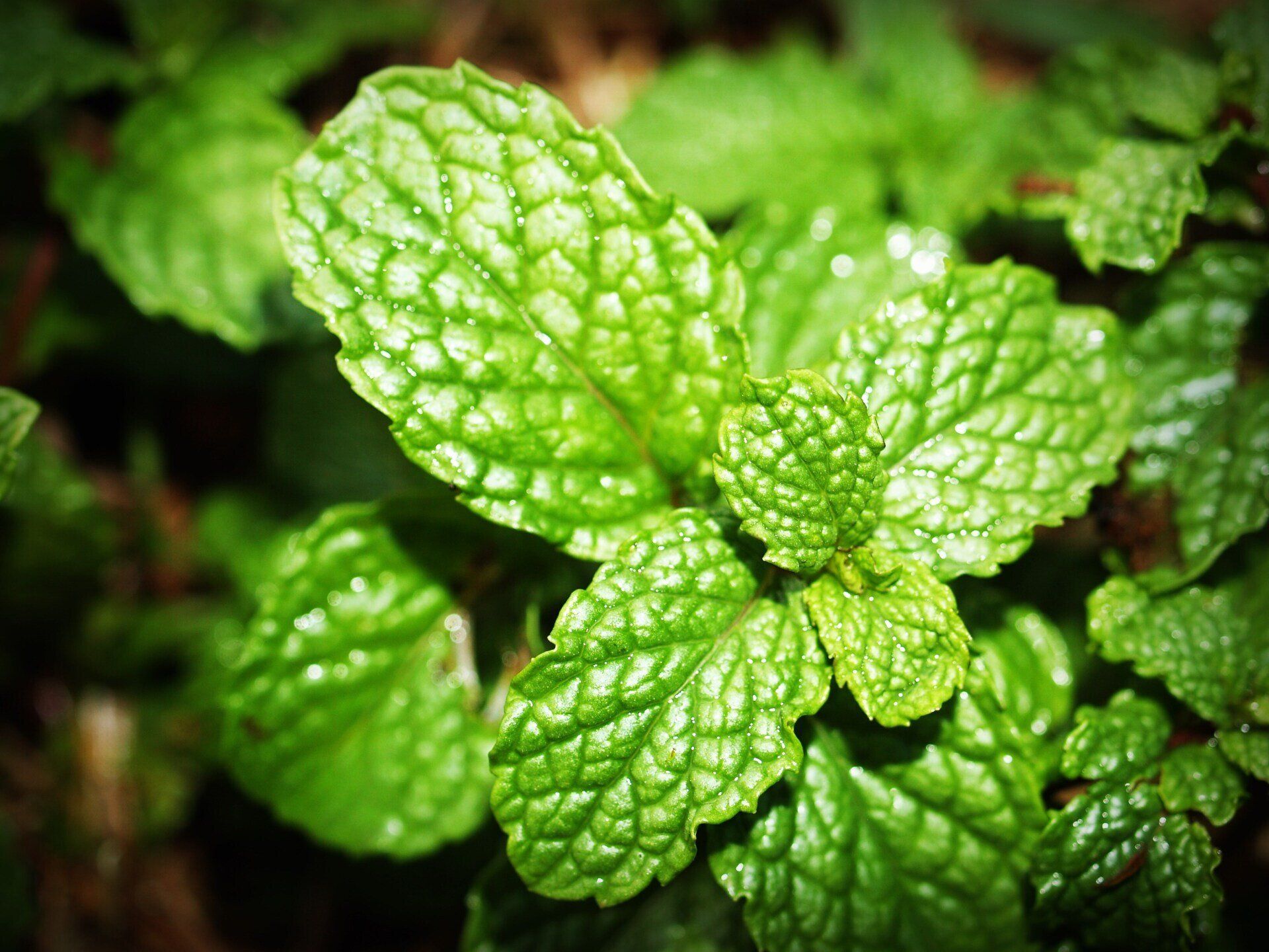 a close up of a mint leaf on a plant .