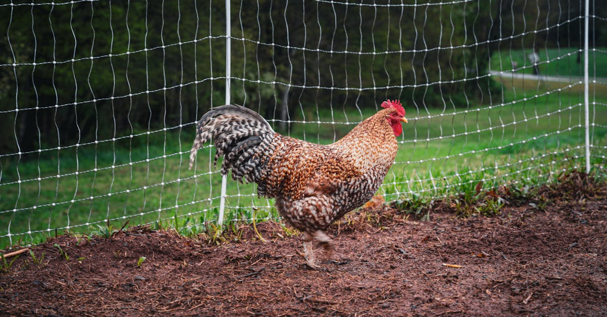 A rooster is standing in the dirt in front of a barbed wire fence.