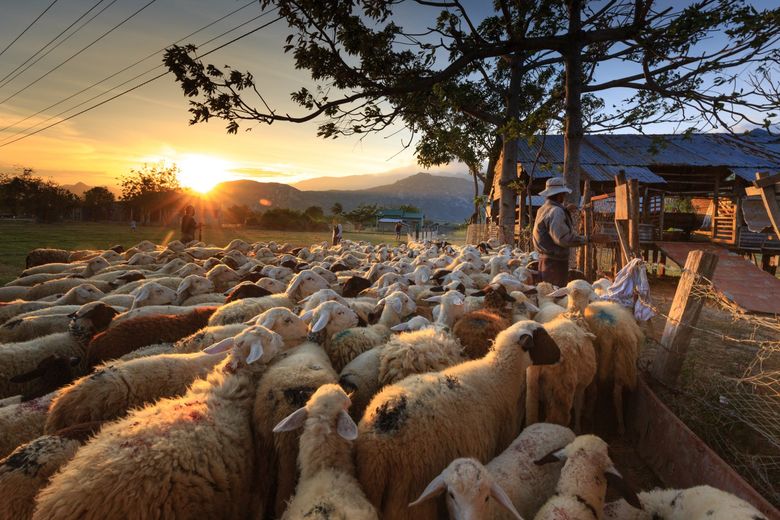 A herd of sheep are standing in a field at sunset.