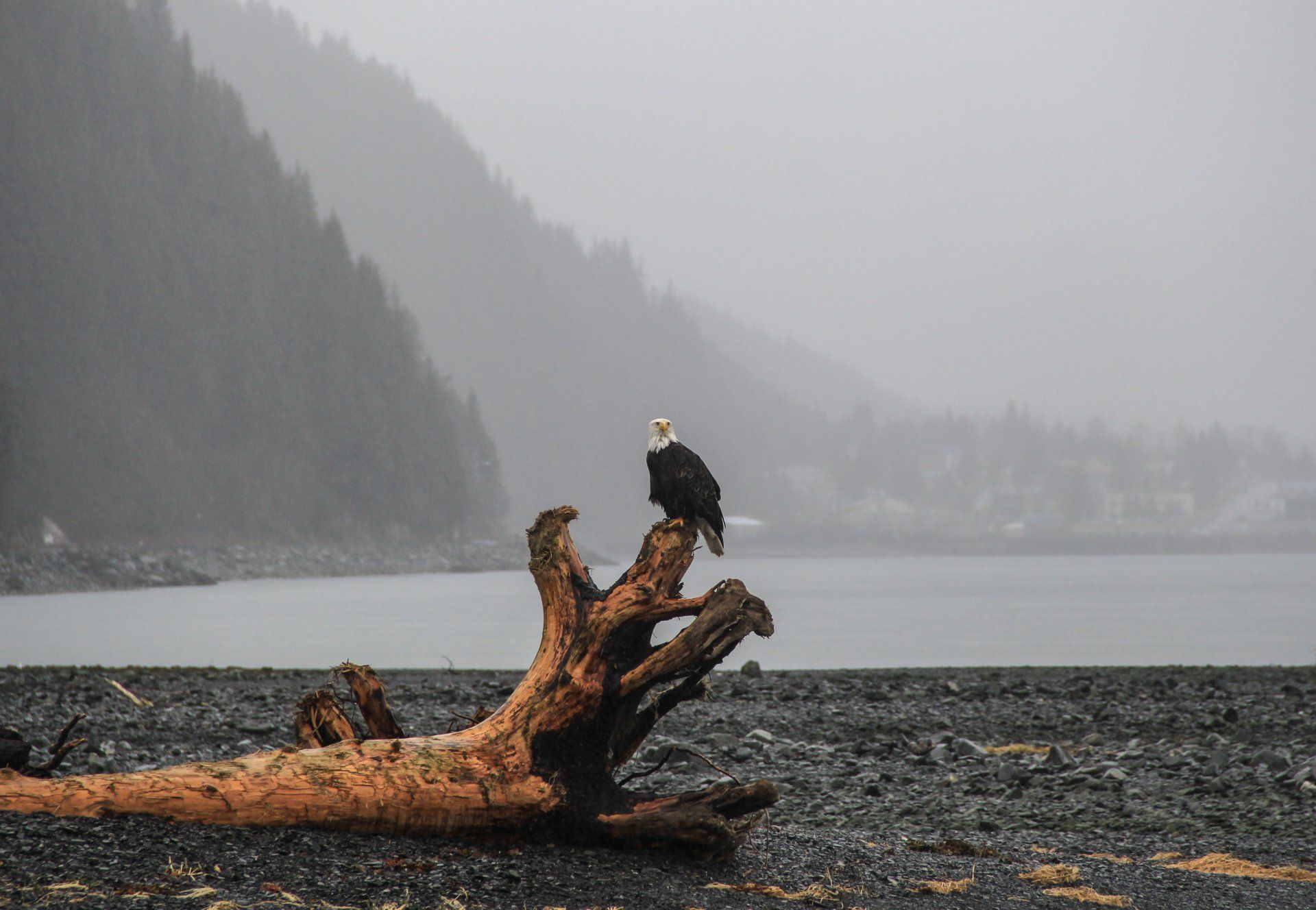bald eagle on log
