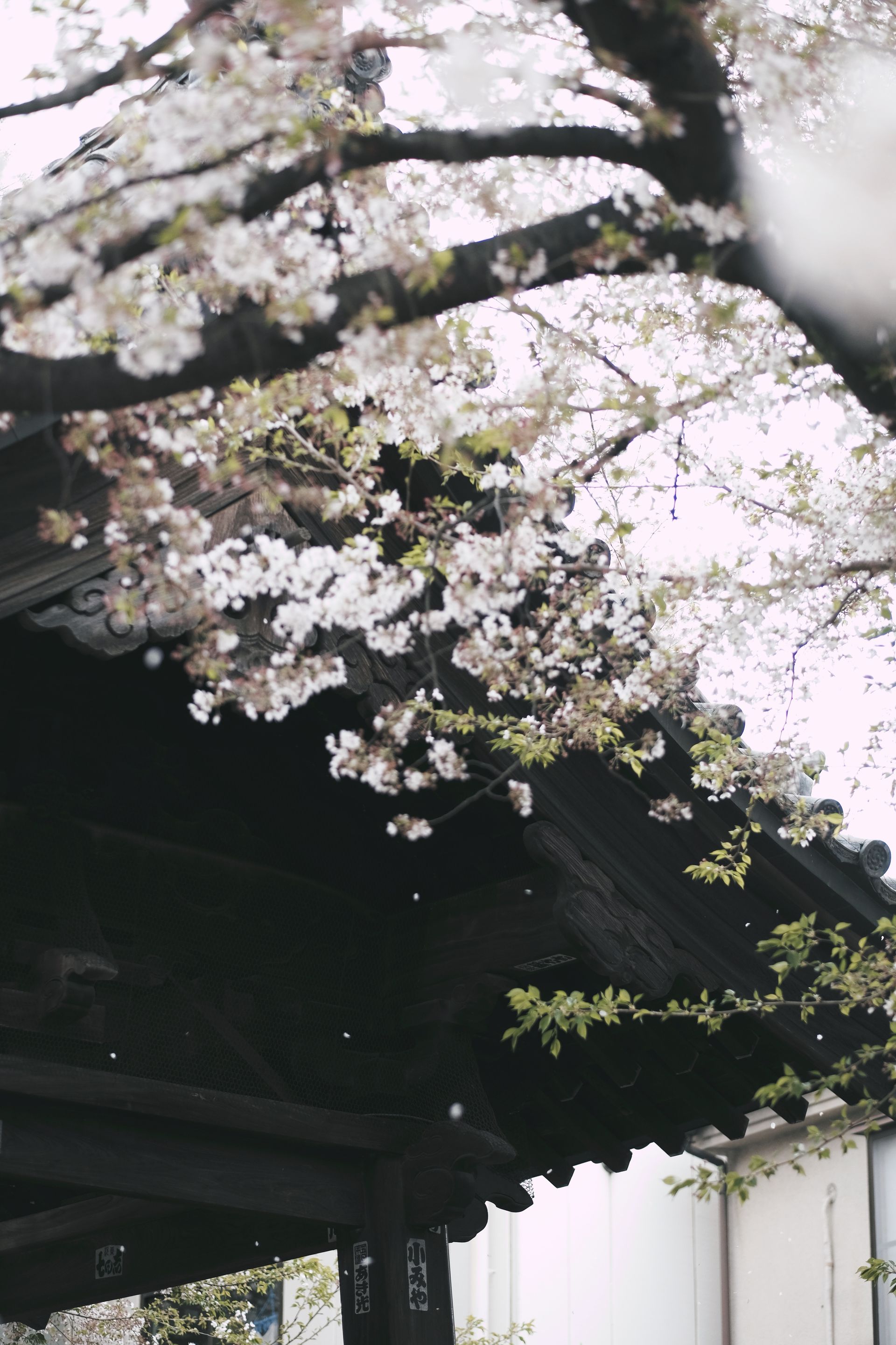 A picture of cherry blossoms