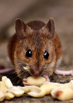 A close up of a mouse eating peanuts on a table.