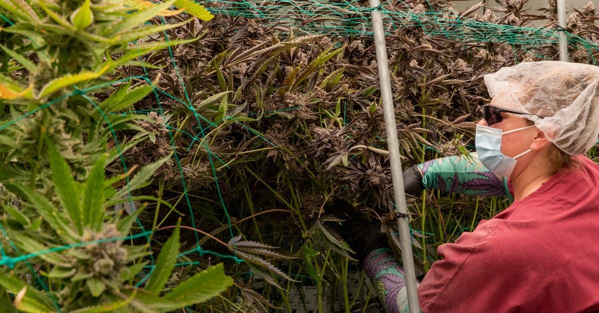 Cannabis and hemp grow room in and indoor environment. A female cultivation technician is cutting the trellis in preparation for harvest. The Cultivation tech is wearing black nitrile gloves, long sleeves, scrubs, hairnet, polarized eye protection and a mask. This is a perfect example of how a technician should be dressed. The Cannabis and hemp plants look fully mature and deep purple. they are leaning over due to heavy yields.