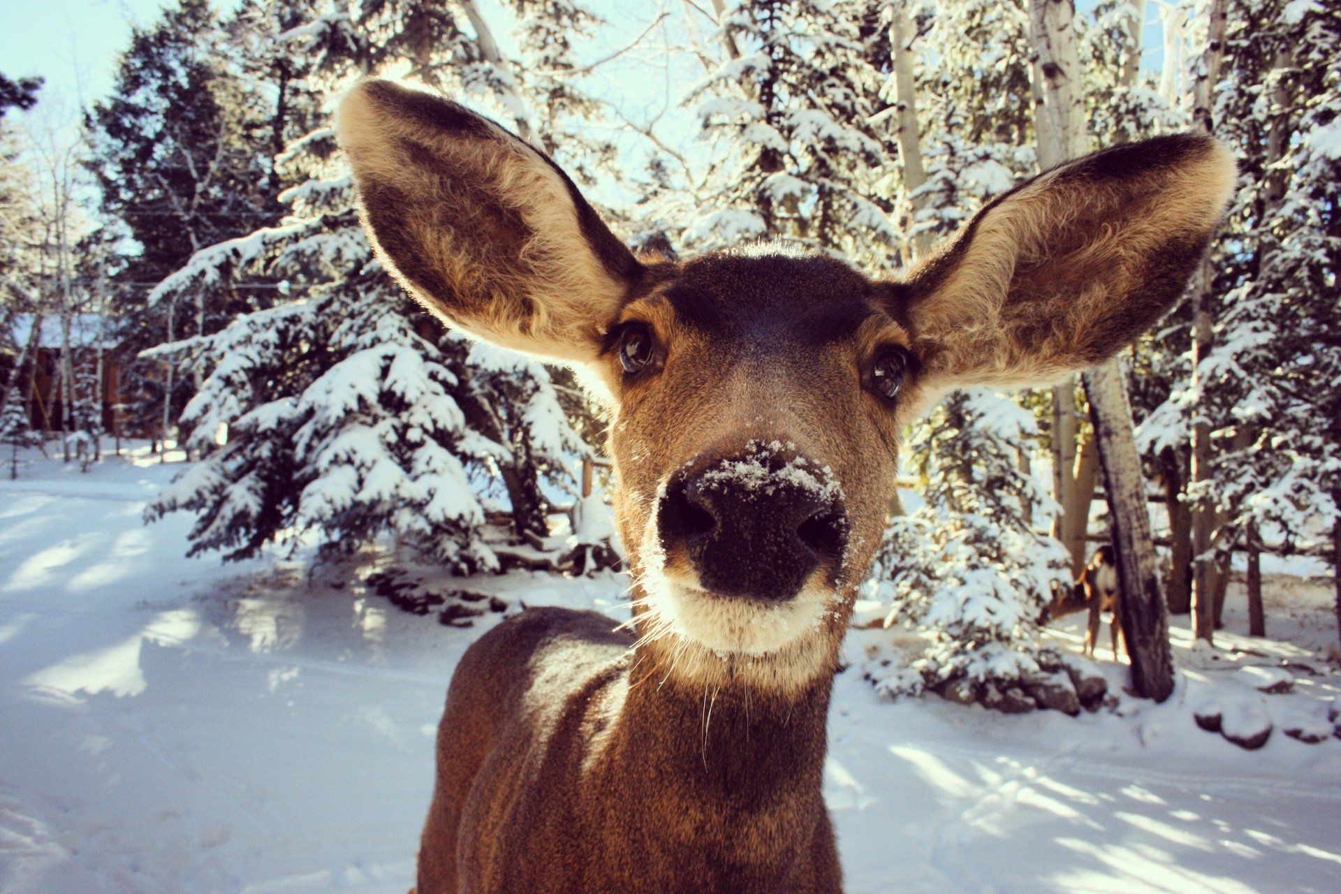a deer is standing in the snow looking at the camera .