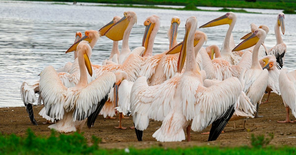 A flock of pelicans are standing on the shore of a lake.