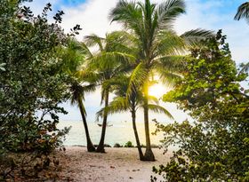 Beautifu Beach with Palm Trees