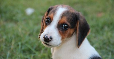 doggie daycare, rio rancho