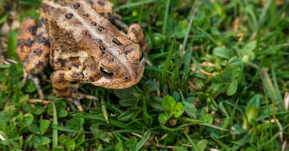 A frog is sitting in the grass, looking at the camera.