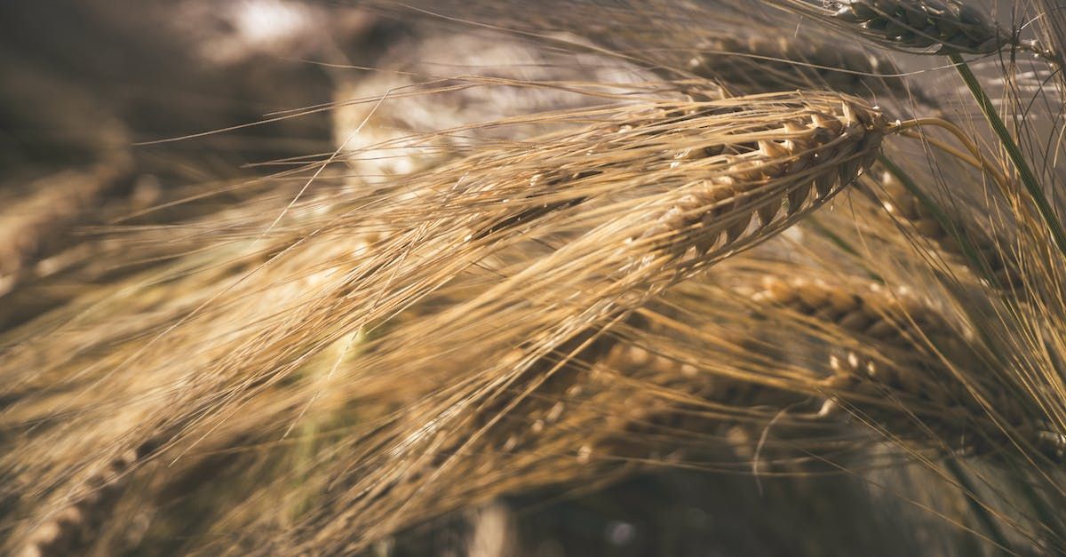 A close up of a bunch of wheat ears blowing in the wind.