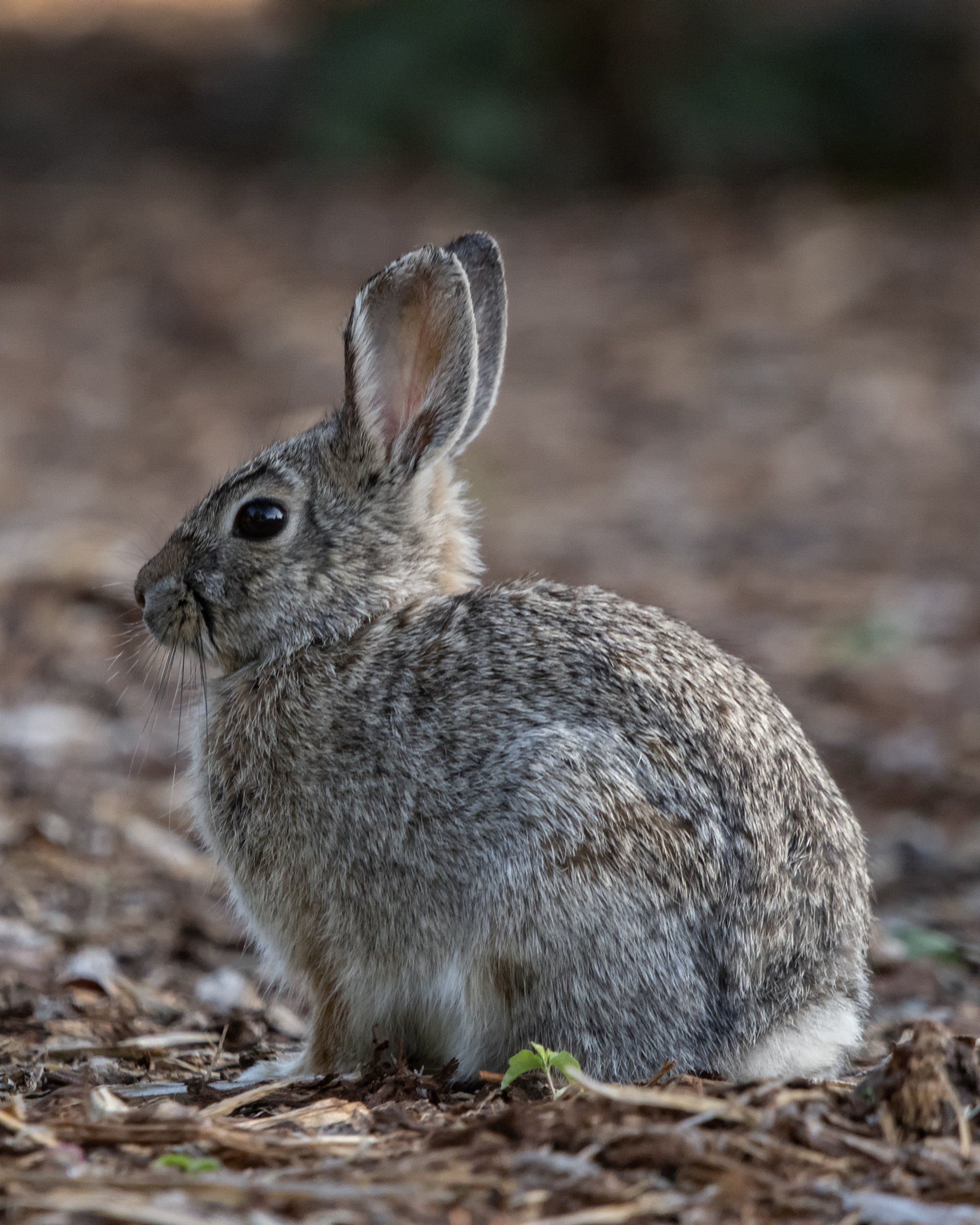 Rabbits for Sale @Creatures & Critters Pet shop Hillcrest