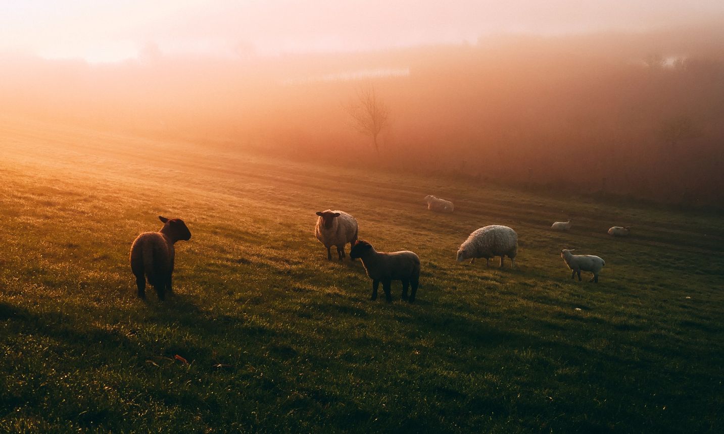 A herd of sheep grazing in a field at sunset.