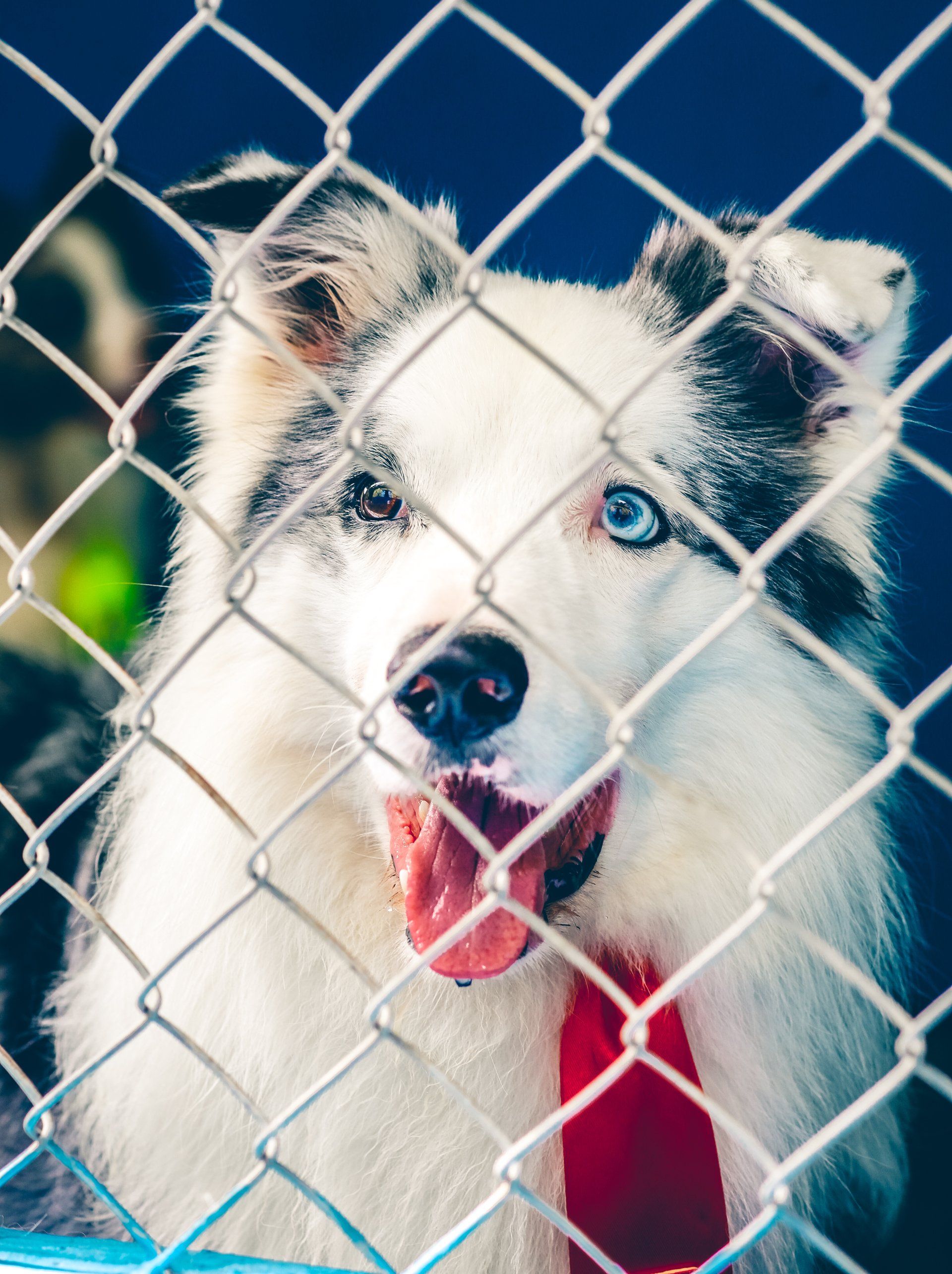 fenced dog in brisbane