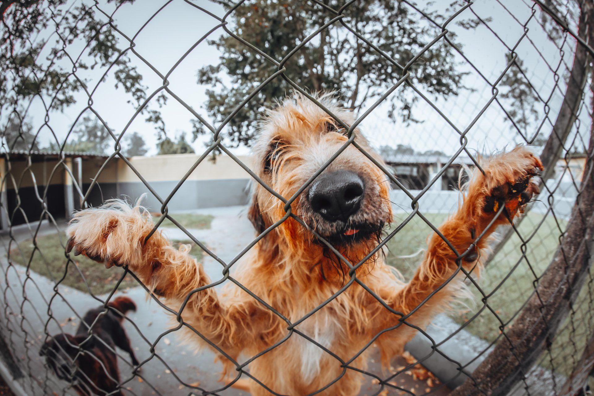 Dog Fence Pro Fences Brisbane   Pexels Photo 2295236 1920w 