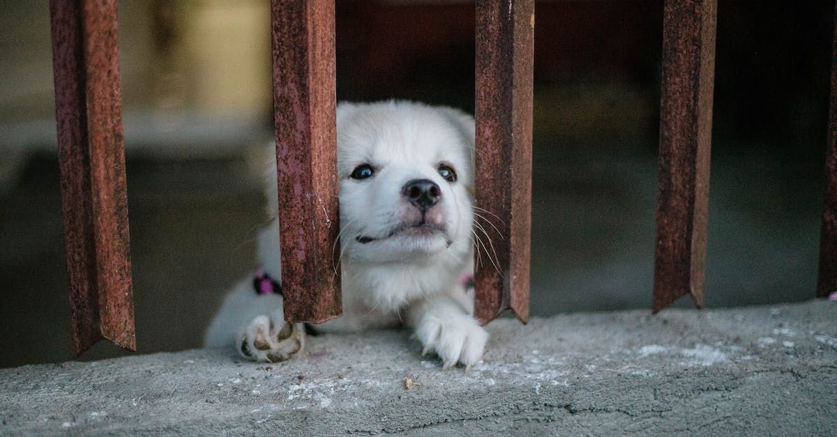 a white puppy is looking through a wooden fence .