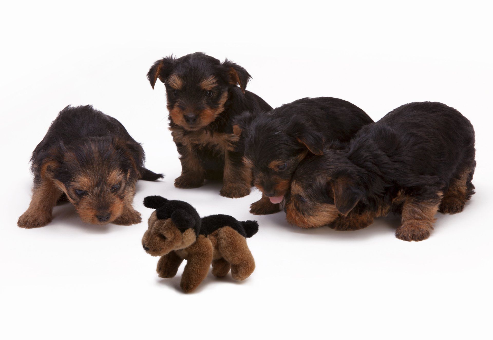 Puppies for sale, Yorkie puppies for sale