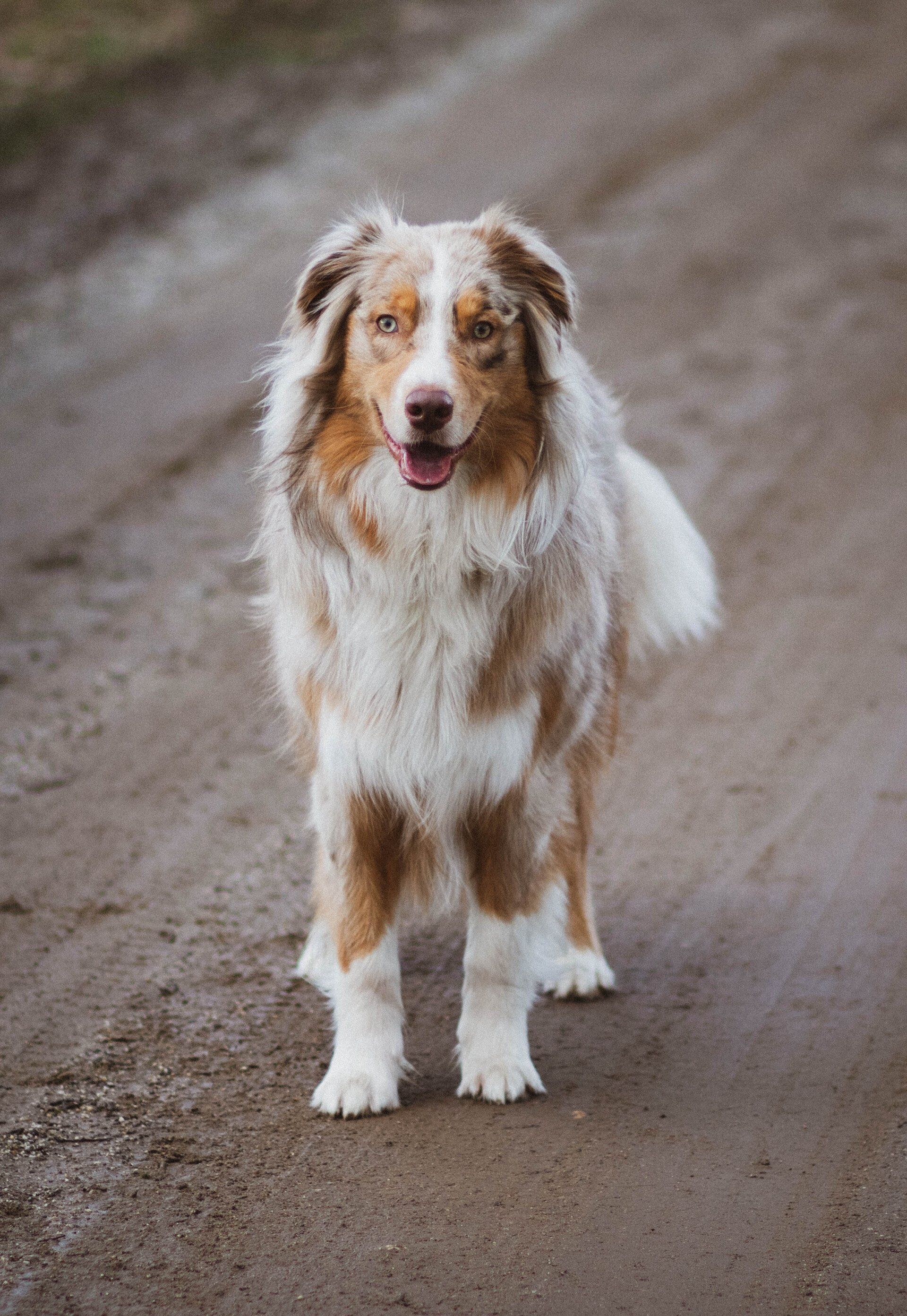 Australian Shepherd looking forward