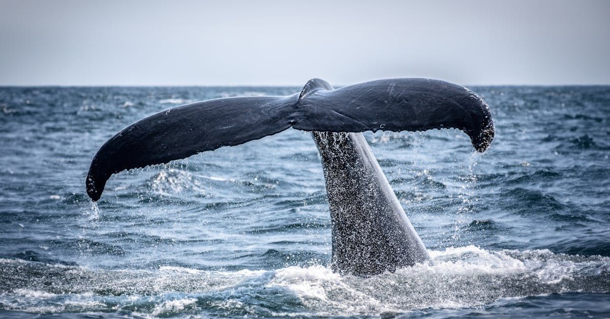 The tail of a humpback whale is sticking out of the water.