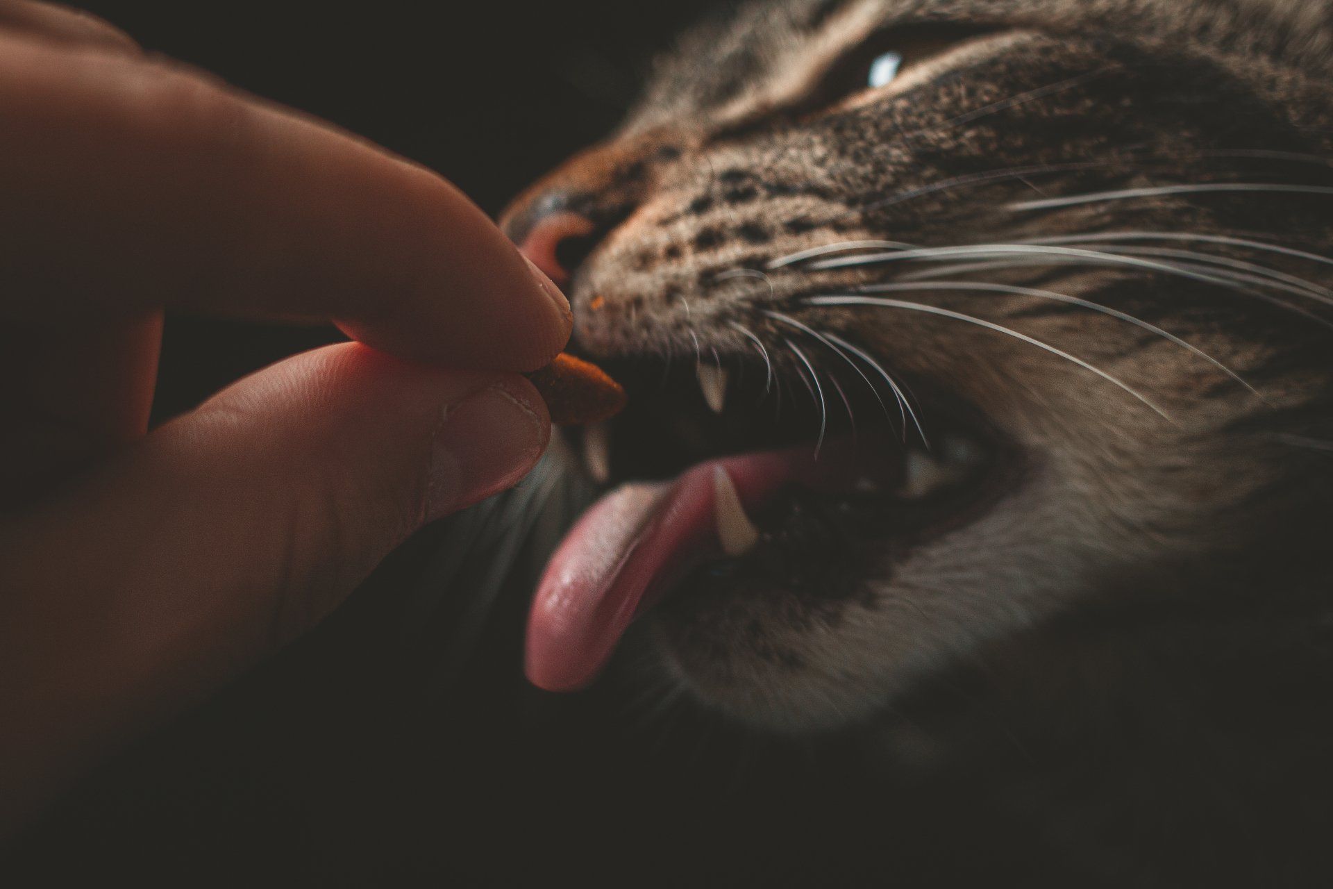 cat with dental disease eating food