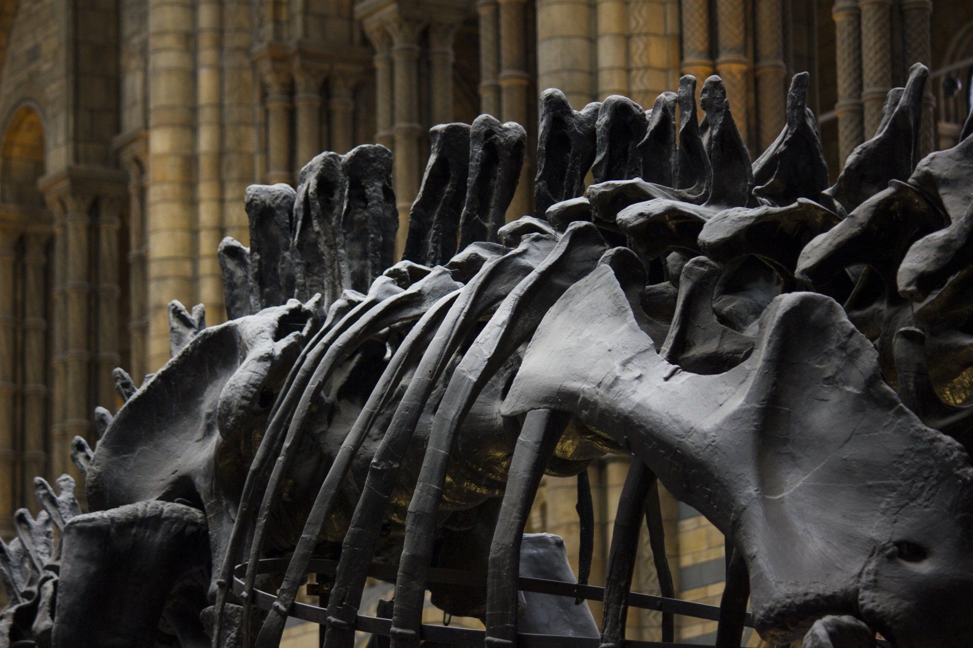 A close up of a dinosaur skeleton in a museum.
