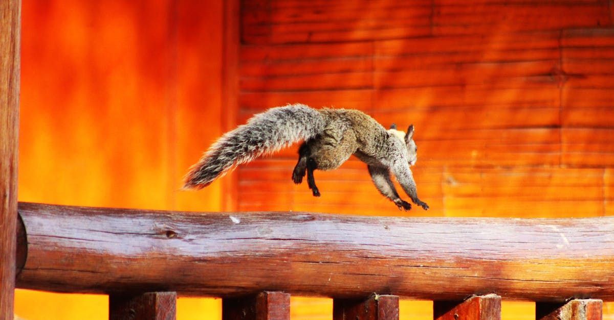 A squirrel is jumping over a wooden railing.