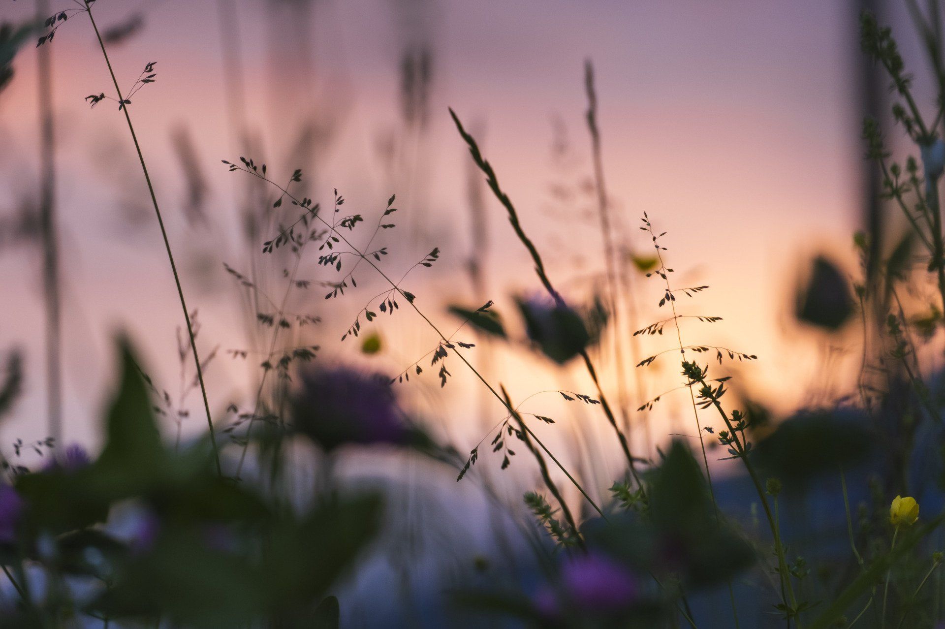 a field of tall grass and flowers with a sunset in the background .
