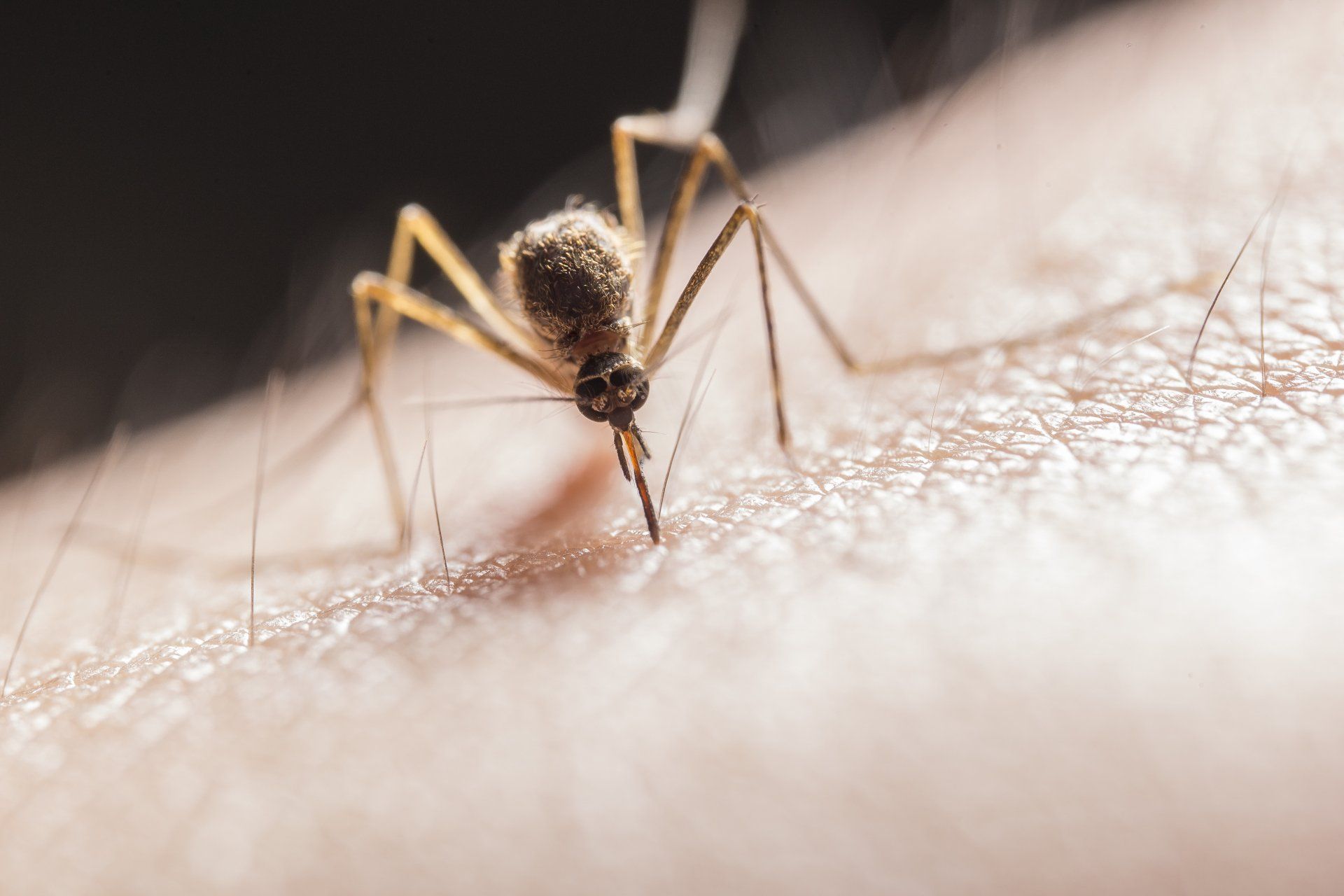Close up of a mosquito on human skin