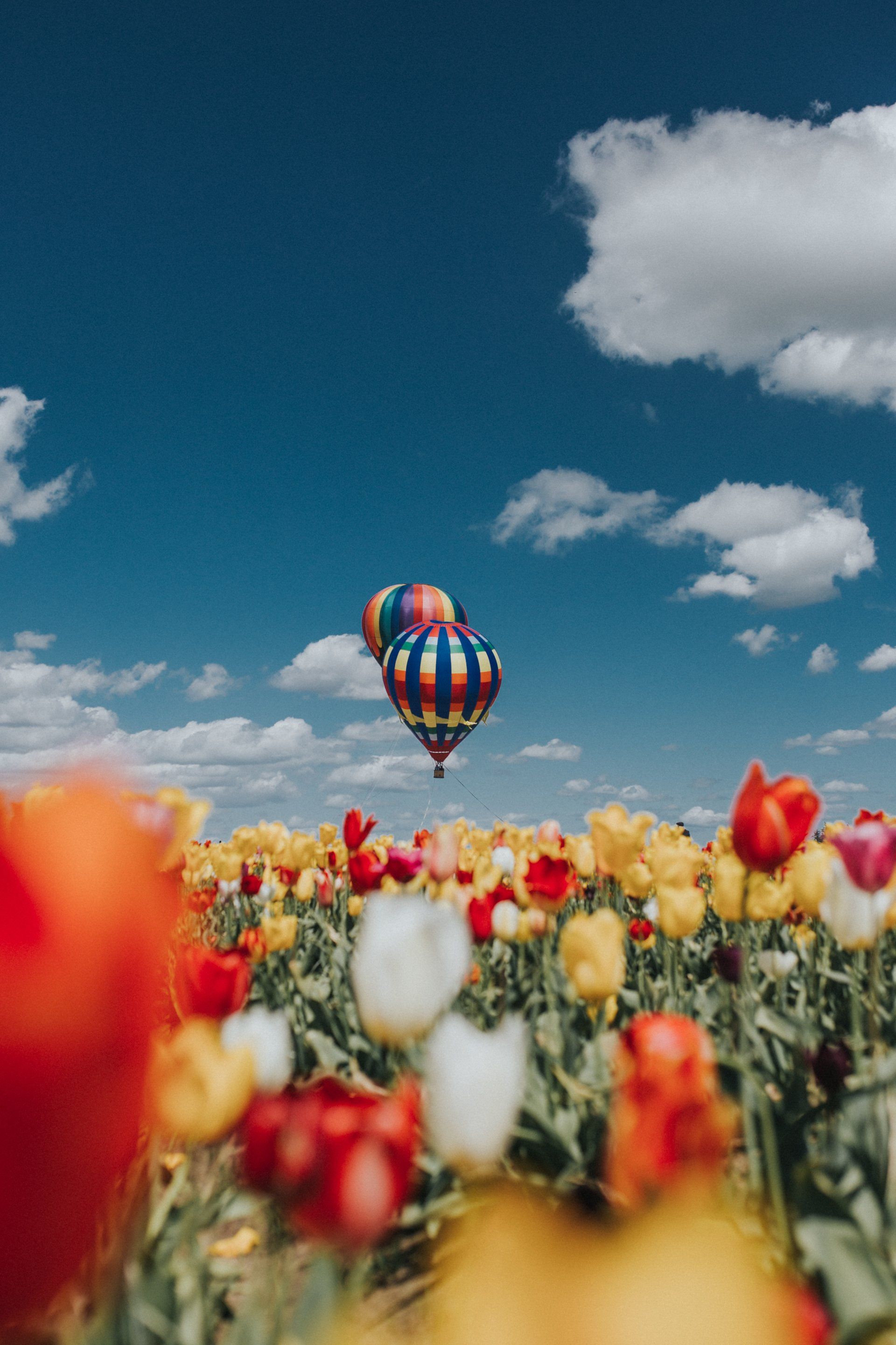 Image of 2 colorful hot air ballons on a bright sunny day with tulips in foreground.