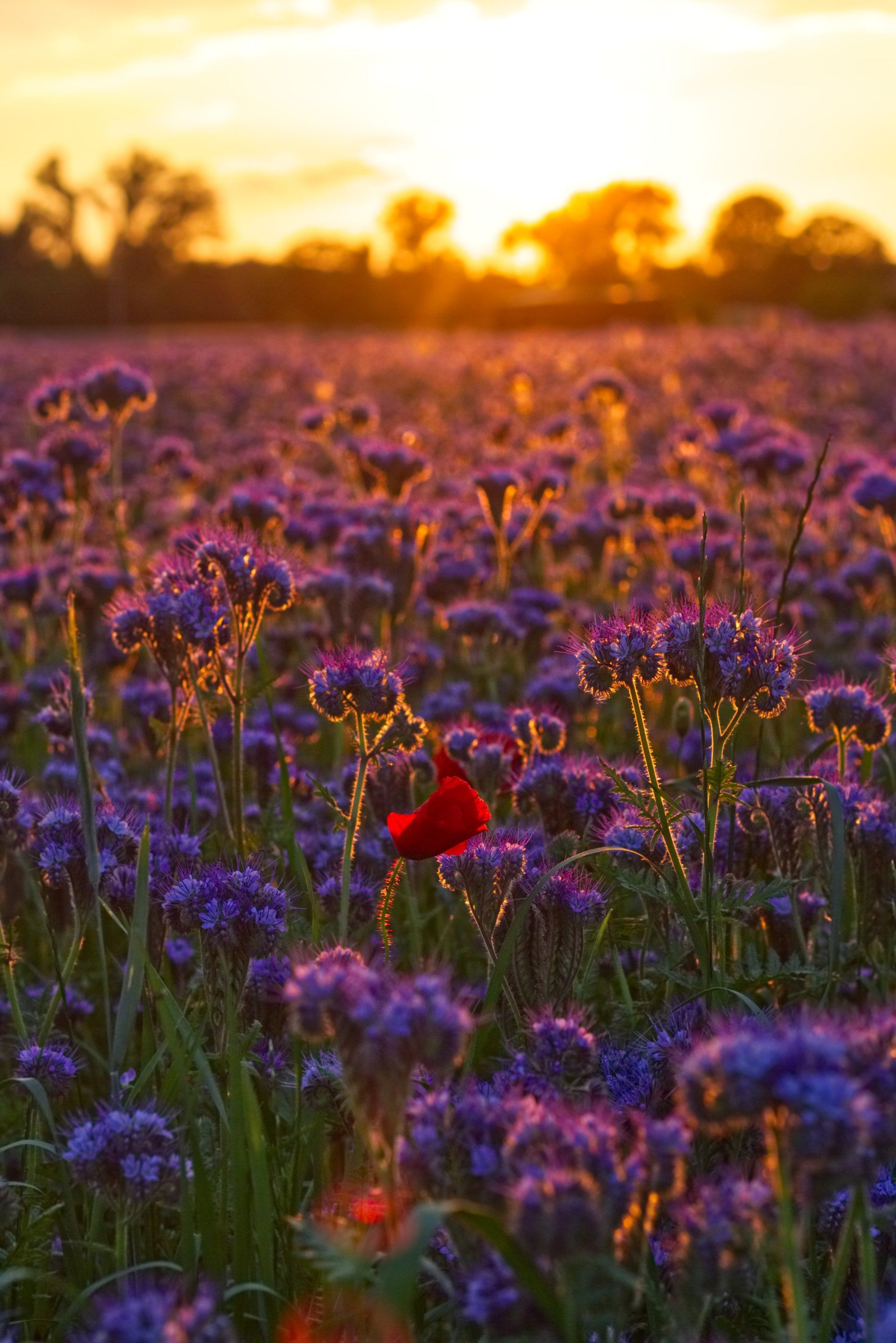 A field of purple flowers with a red flower in the middle at sunset. the coaching guild,  life coach training