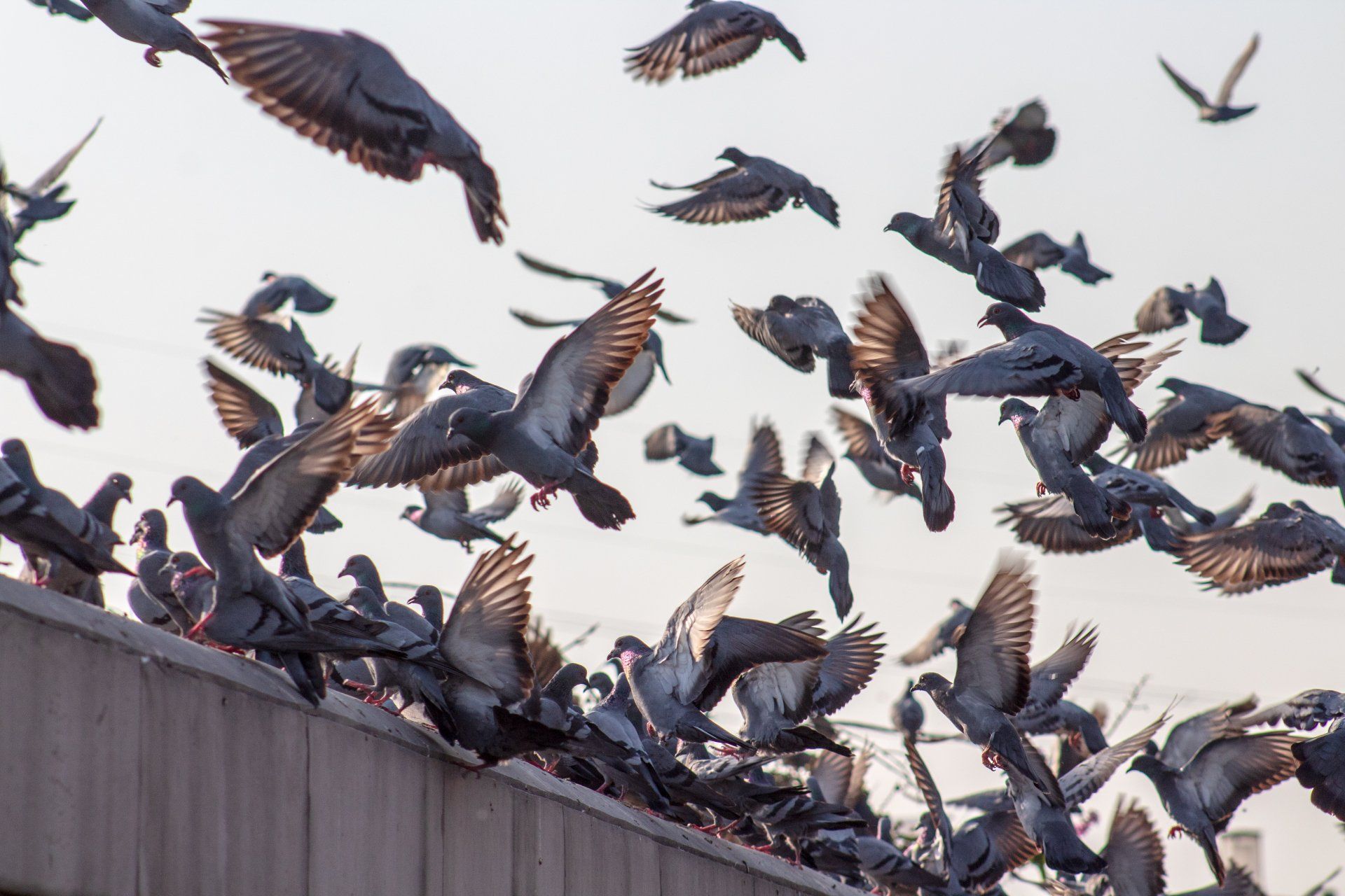 a flock of pigeons are flying over a building