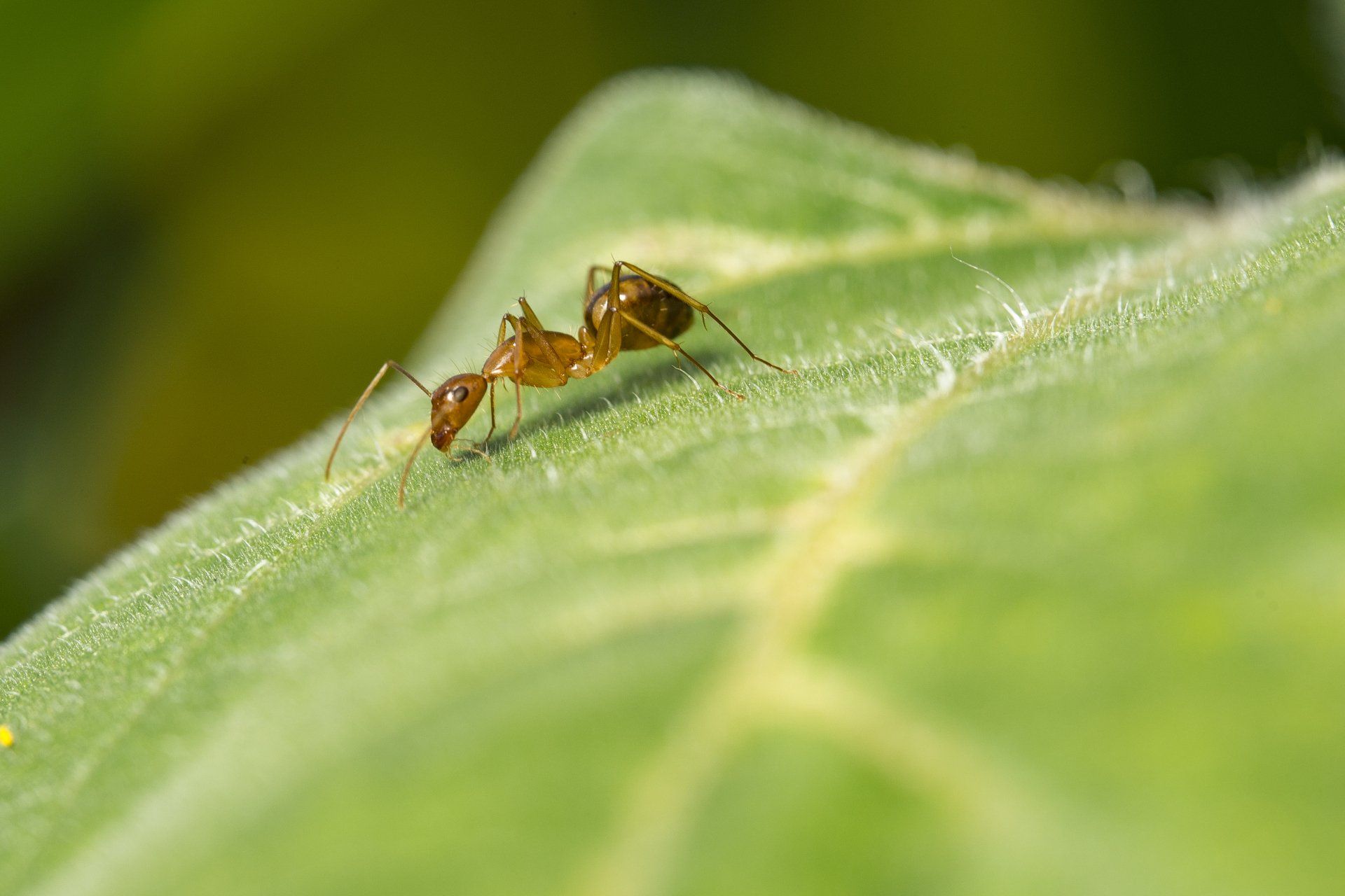Steve's Pest Control Can Eliminate Any Ant Infestation in Mid-Missouri