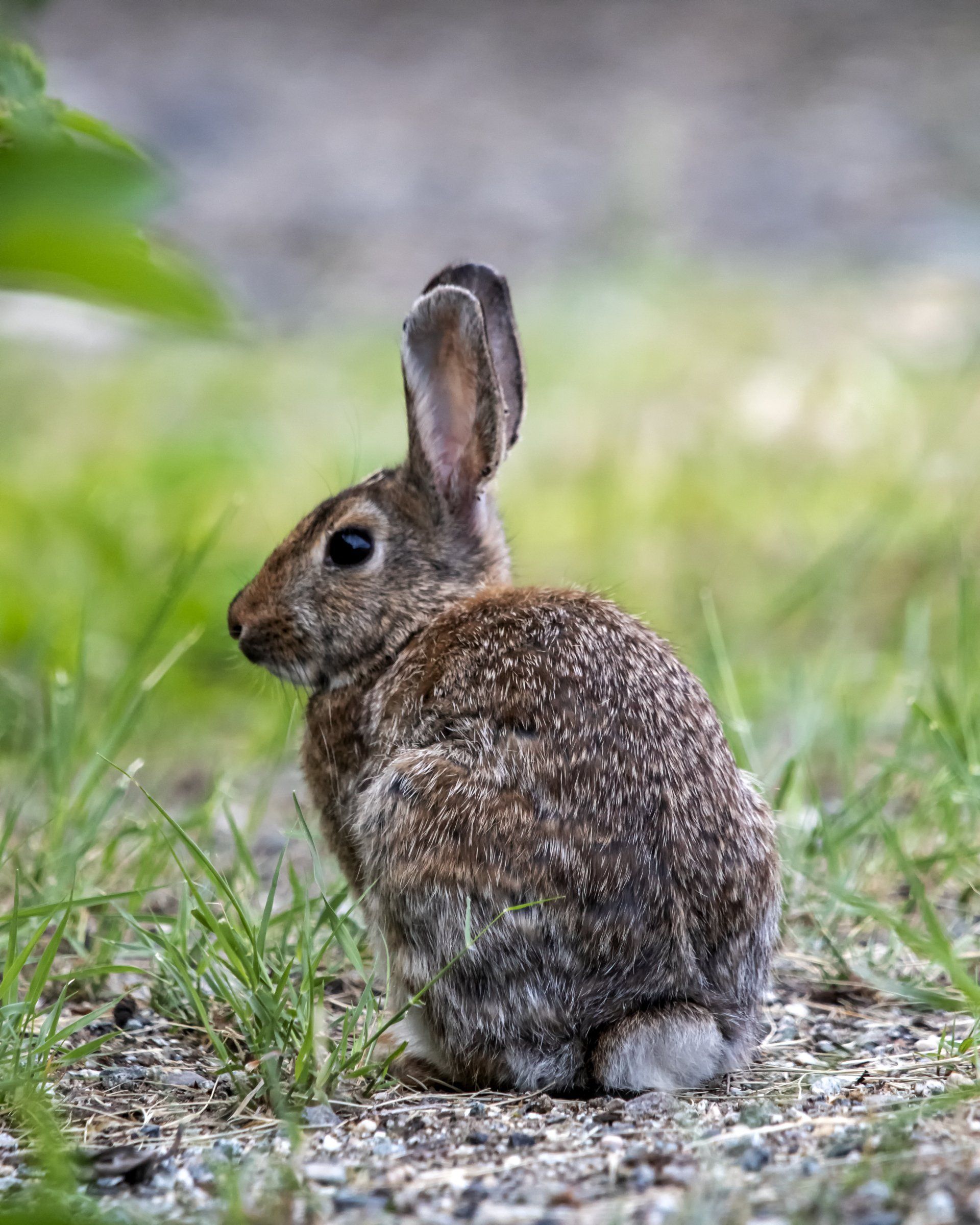 Rabbit control and trapping