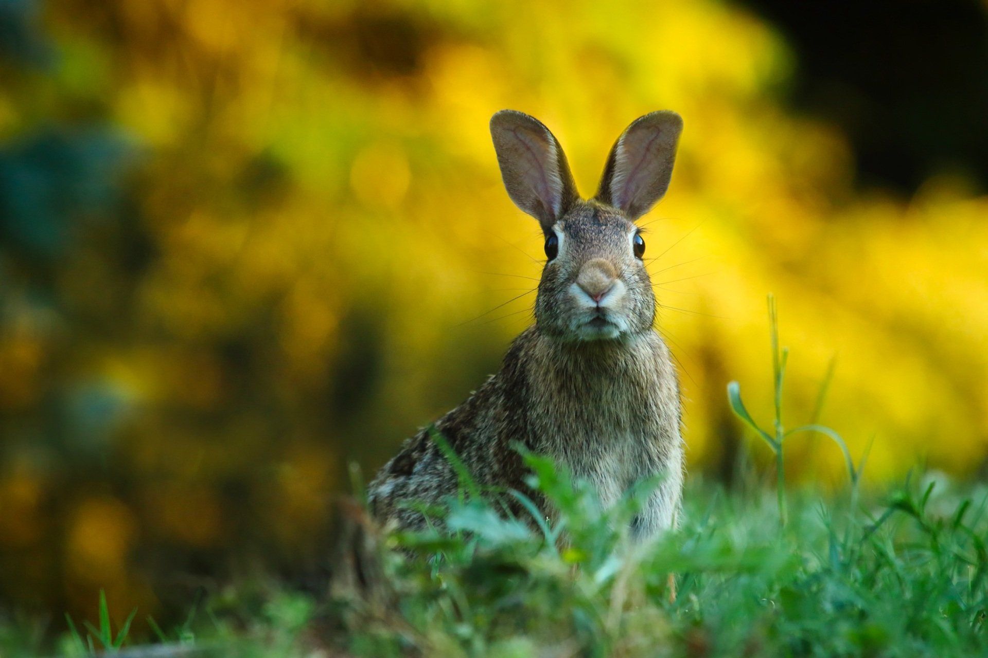 Lapin en bonne santé