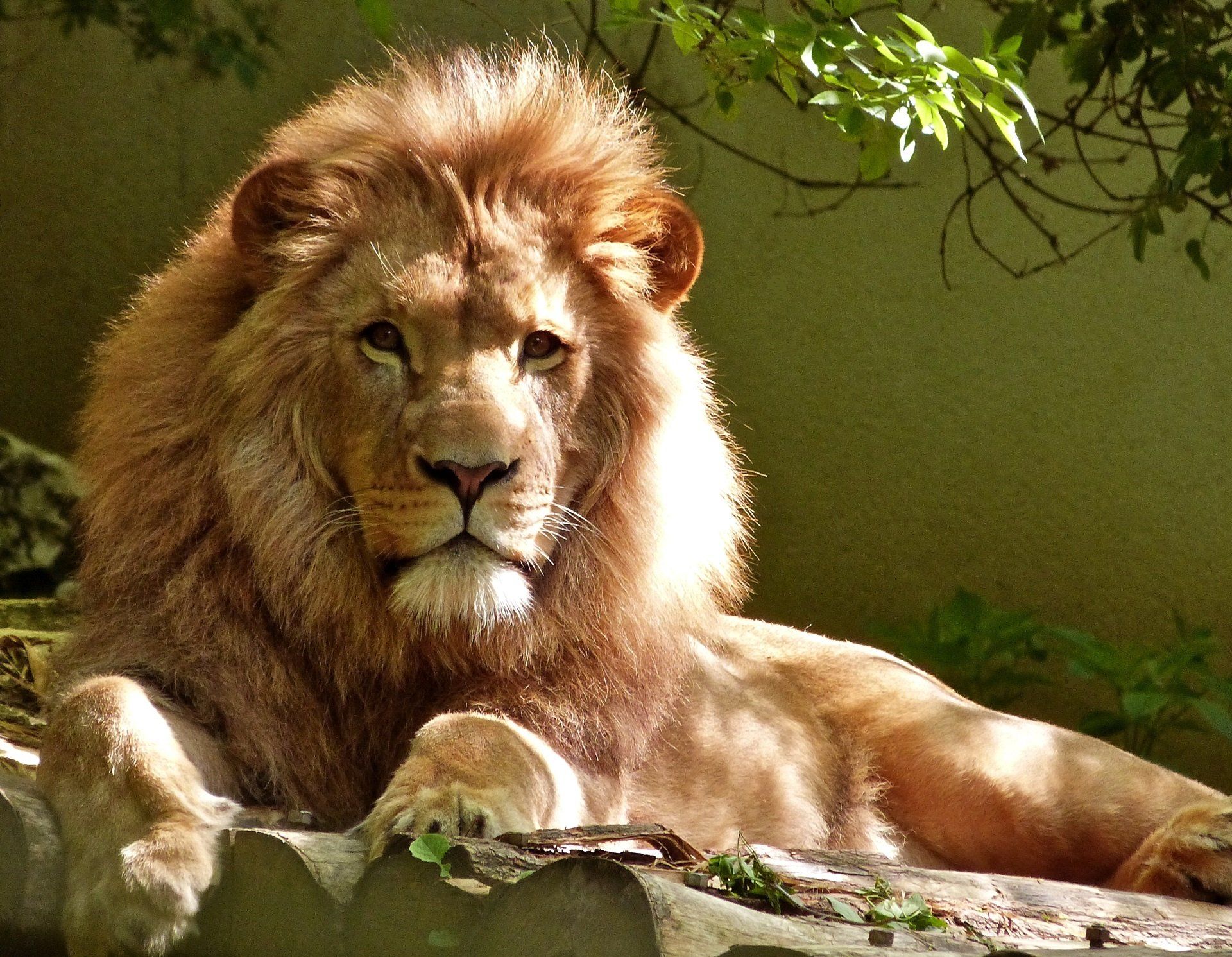 lion at the zoo