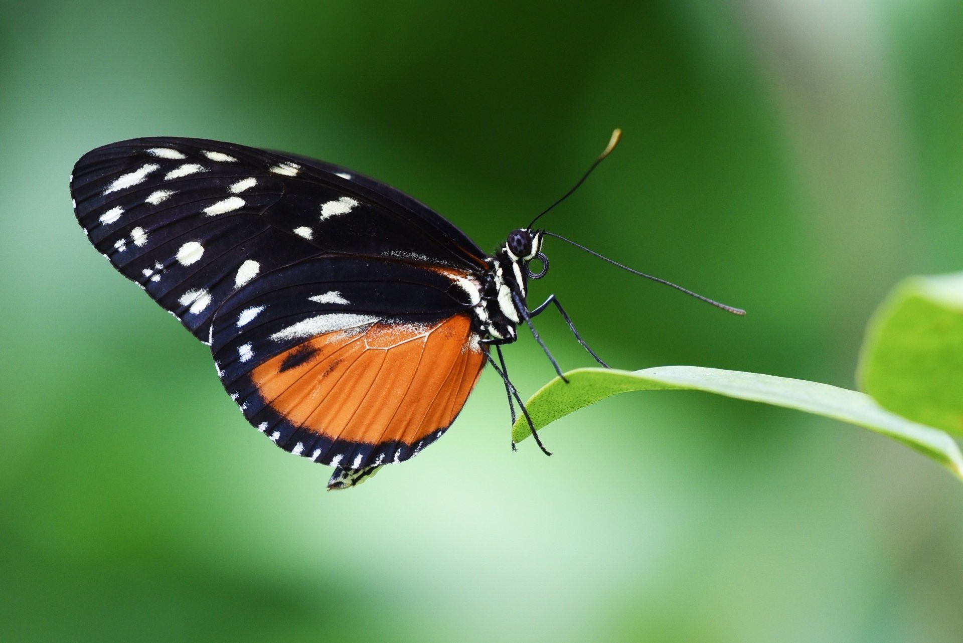 A black and orange butterfly is perched on a green leaf