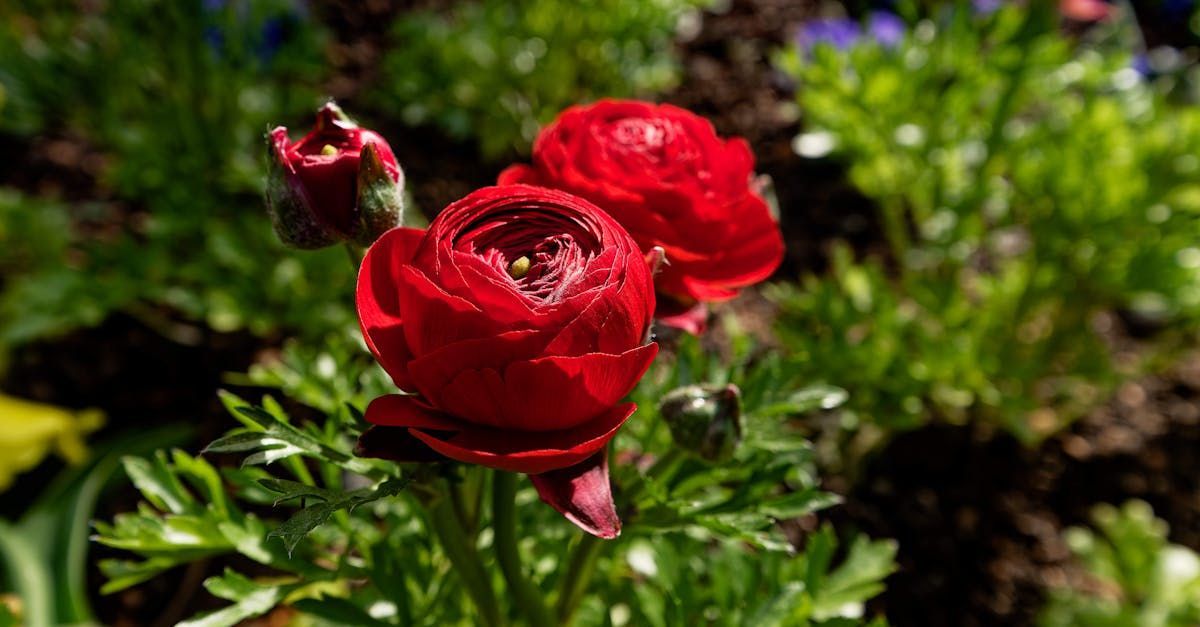 A close up of two red roses in a garden.