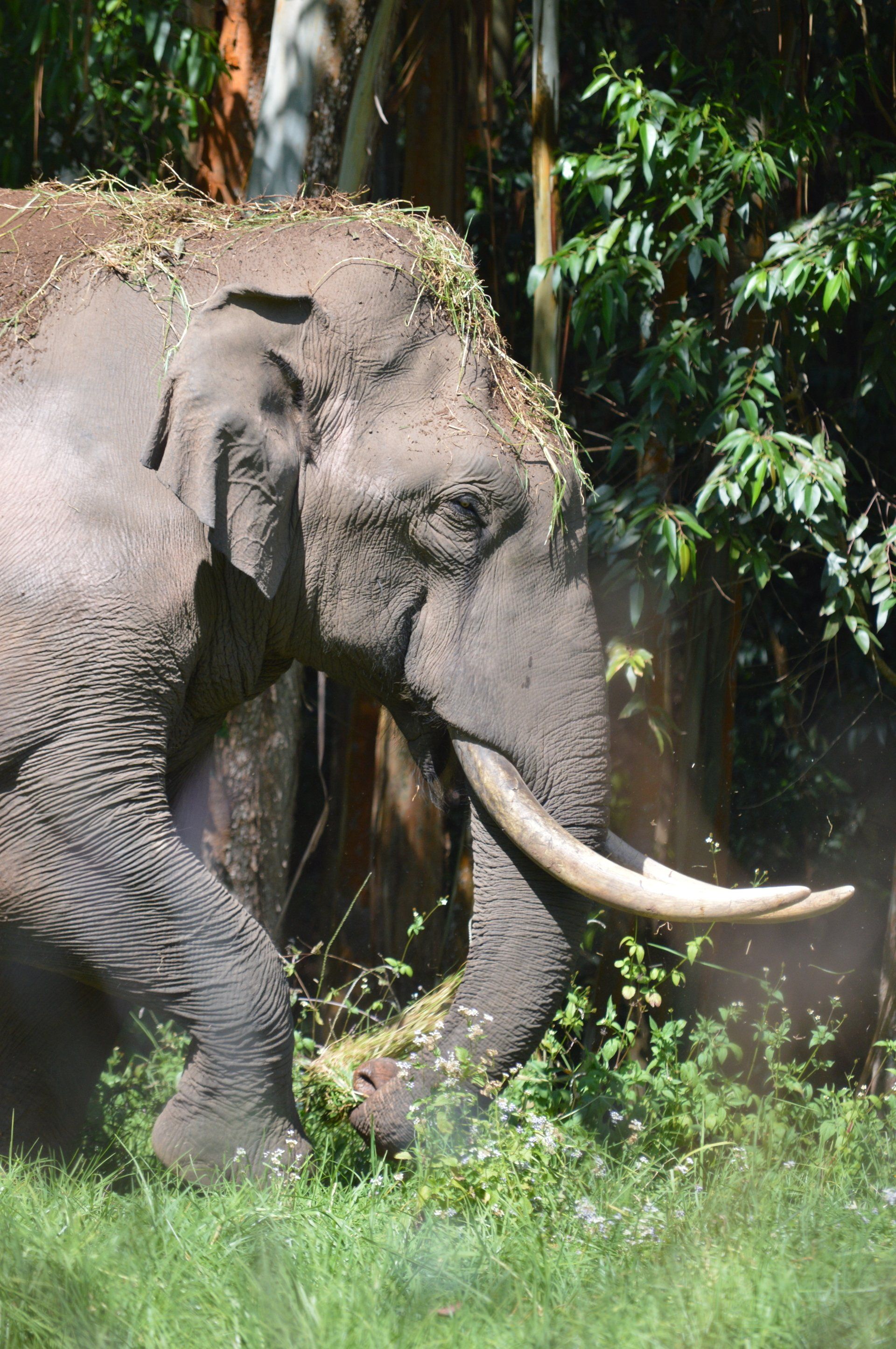 An elephant in Periyar National Park in Kerala, India.