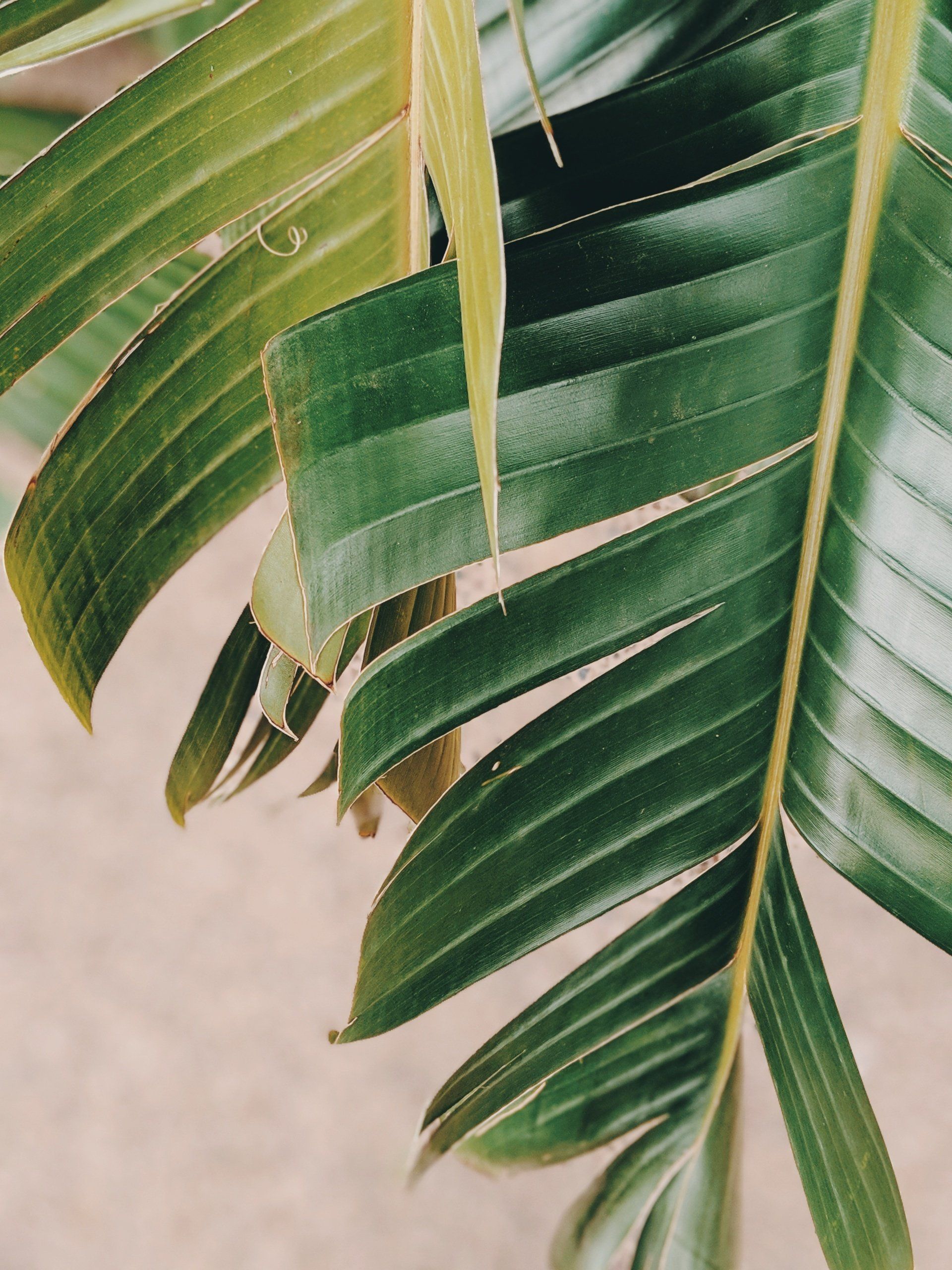 A close up of a palm tree leaf