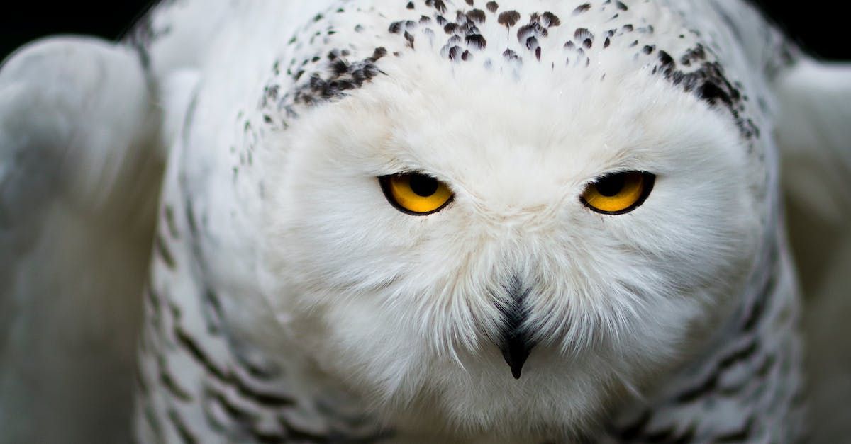 A close up of a snowy owl with yellow eyes looking at the camera.
