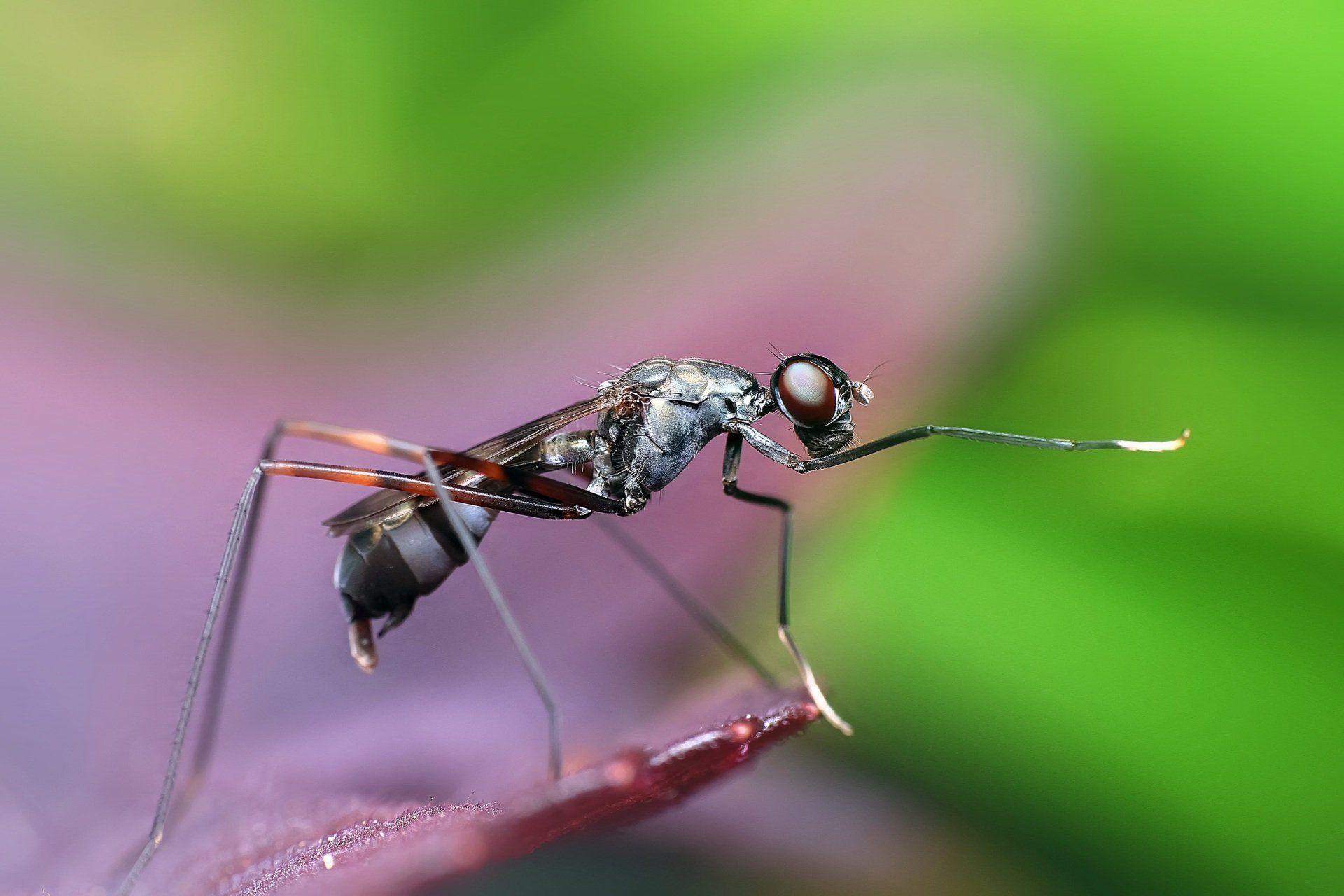 Black and white mosquito on a plant.