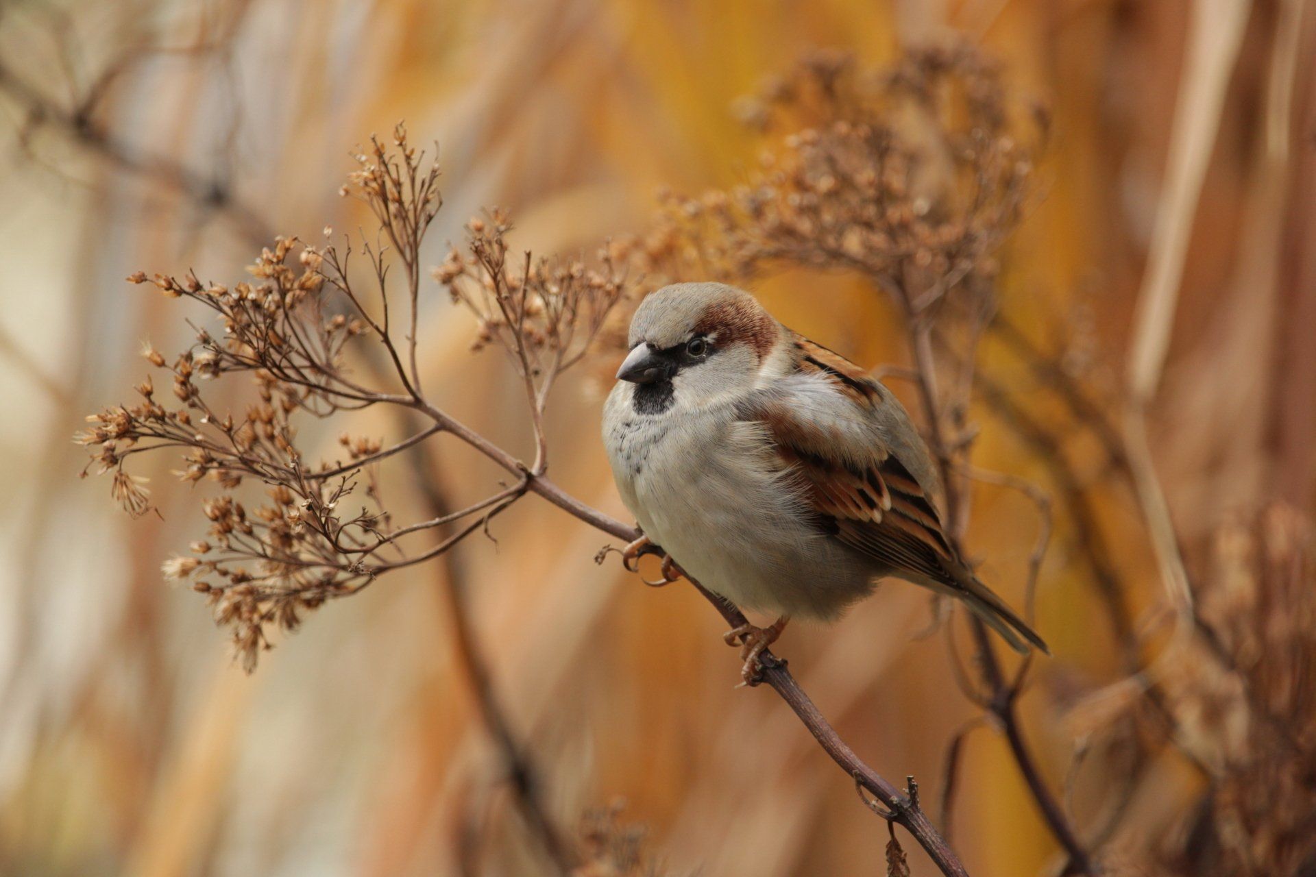 A small bird perched on a branch with a blurred background