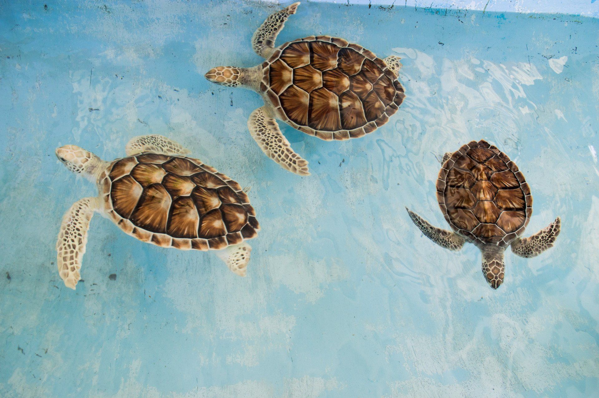three turtles swimming in water