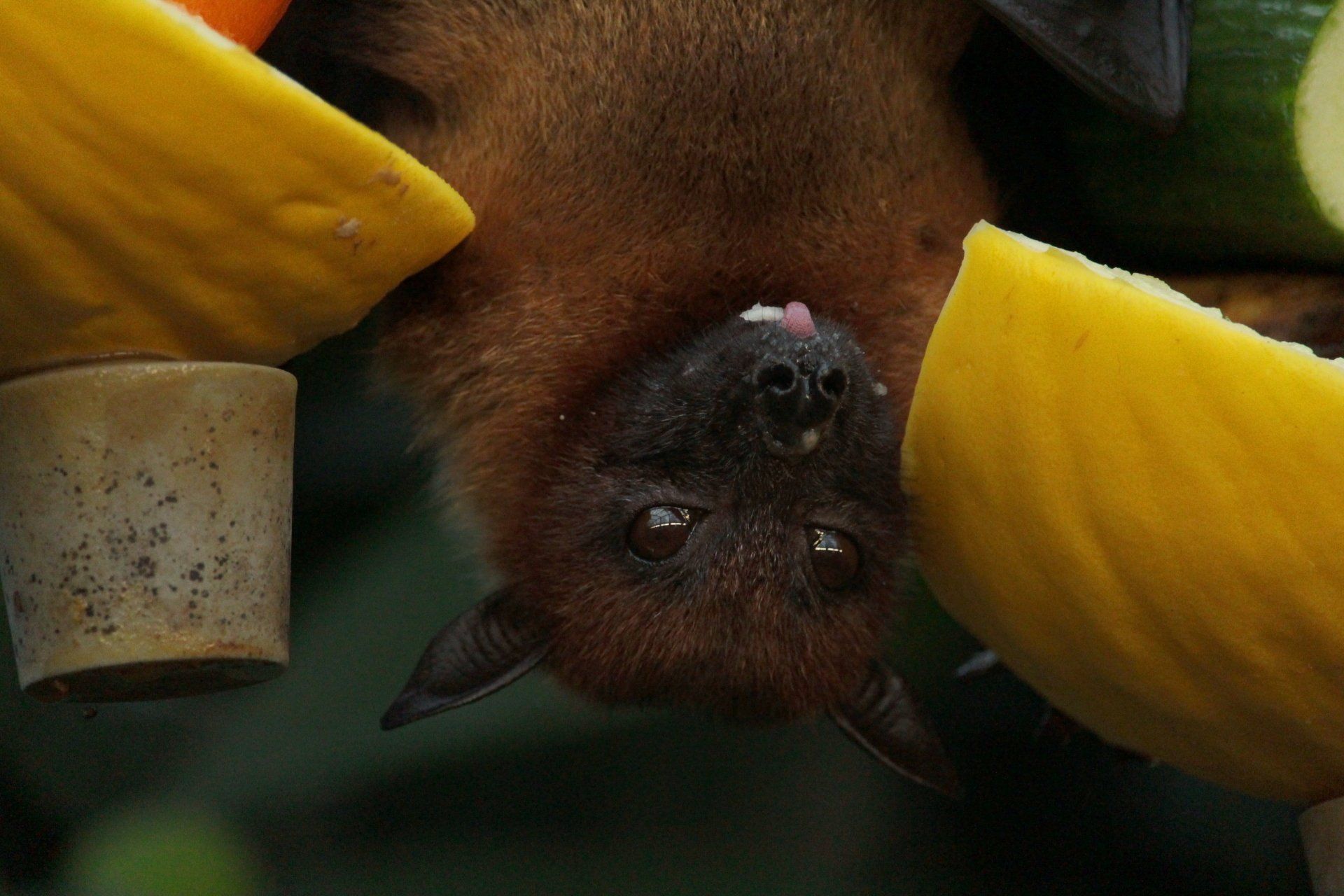 bat removal buford ga