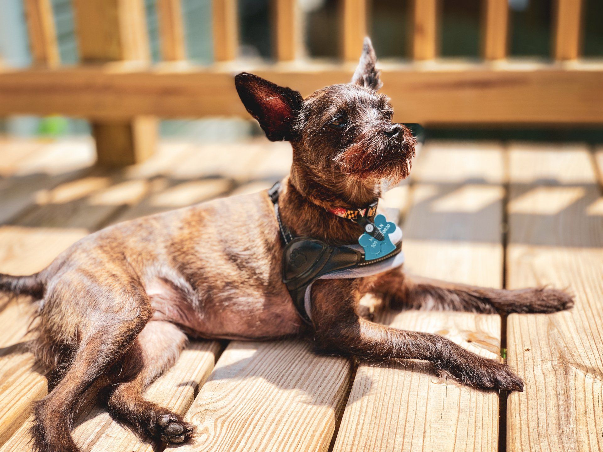 Image of a small dog on the back deck, sunbathing