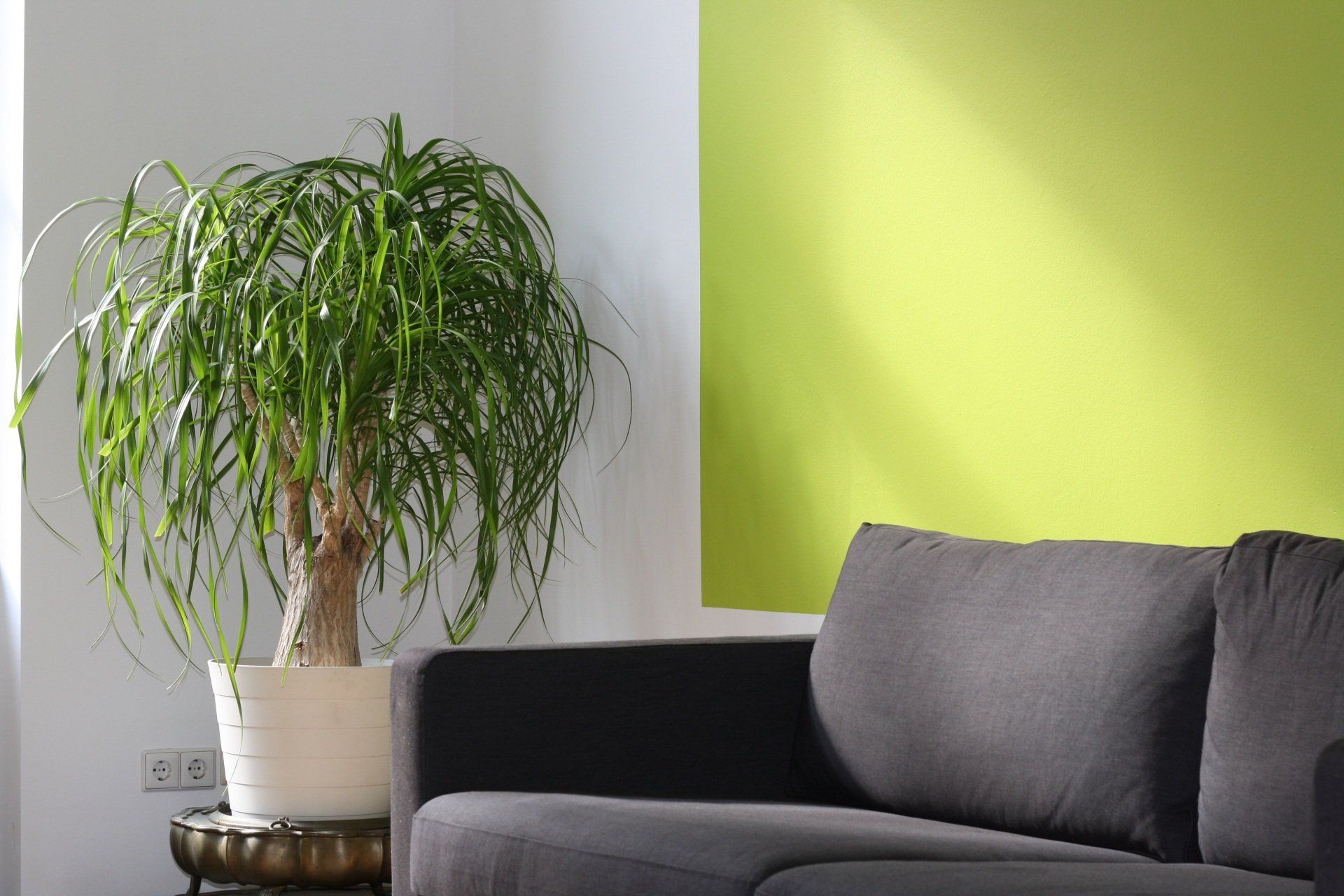 A cozy living room with lime green accent paint for a pop of freshness