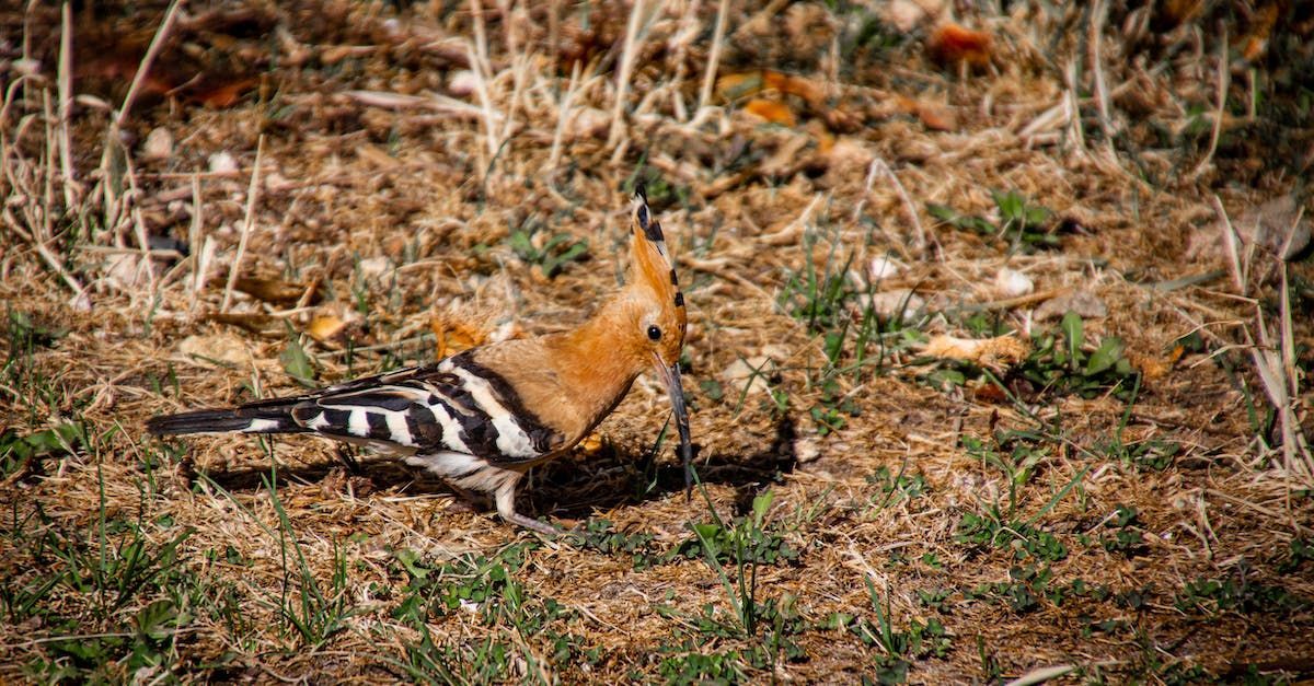 a hoopoe with a long beak is standing in the grass