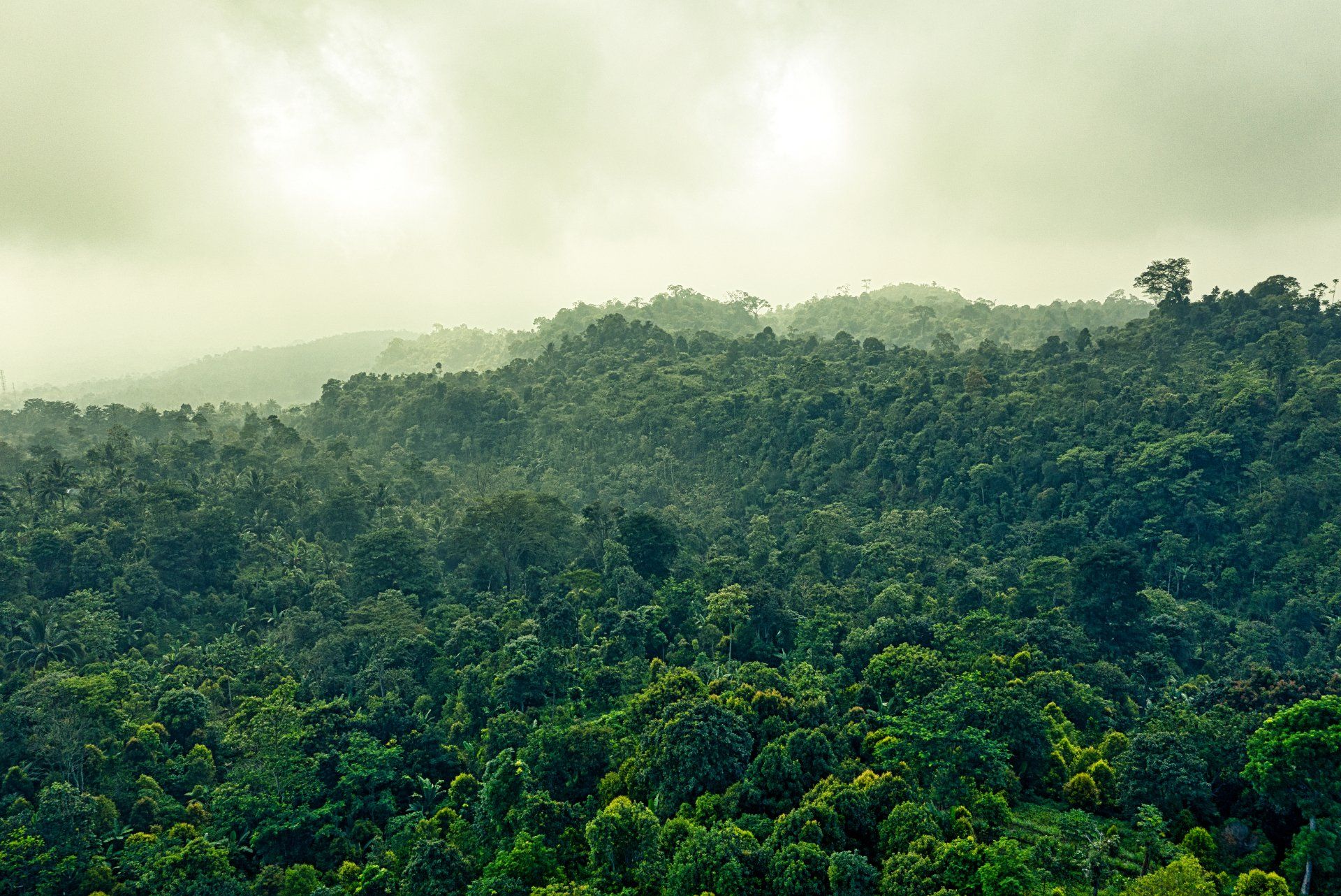 The sun is shining through the clouds over a lush green forest.