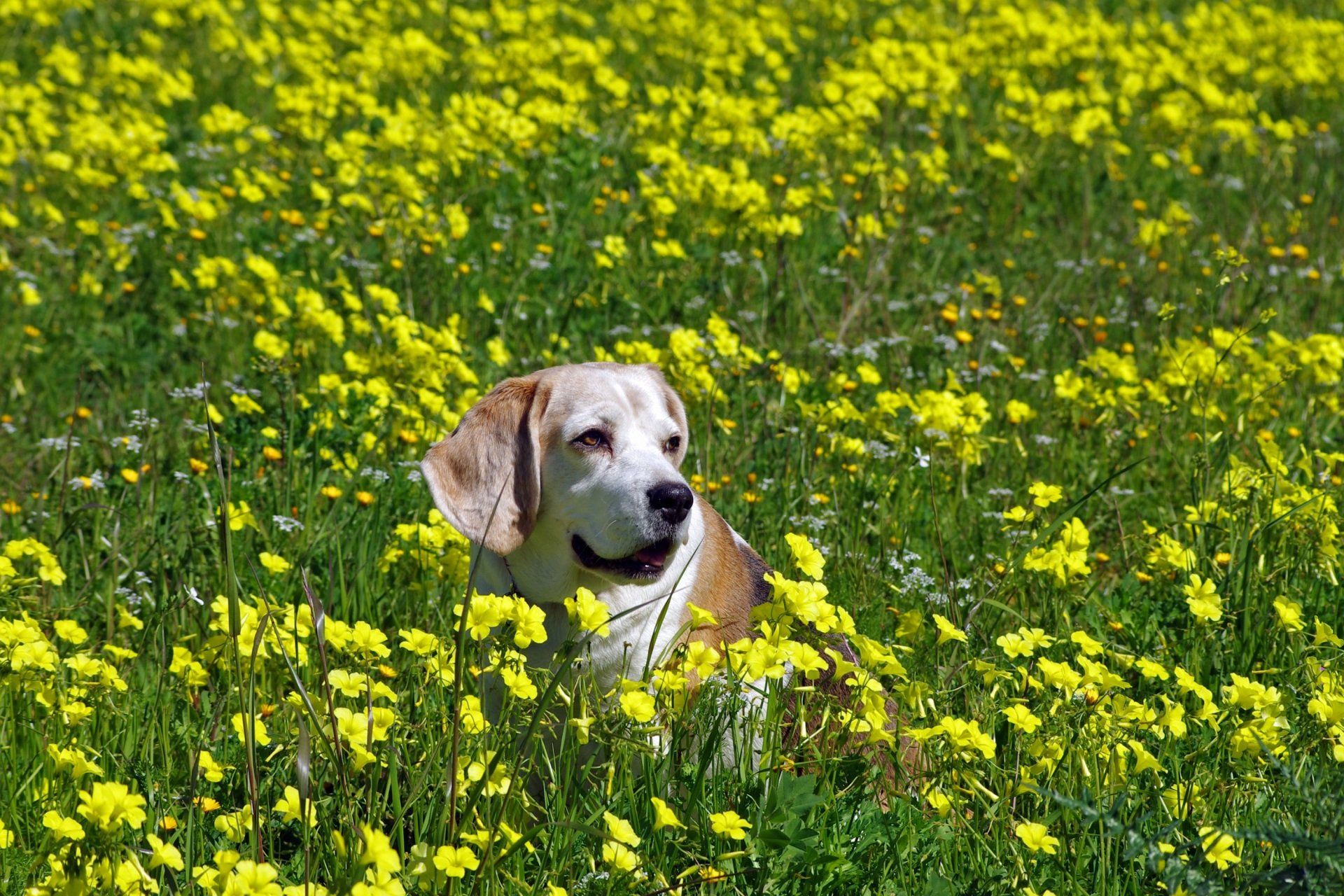 a dog is laying in a field of yellow flowers .