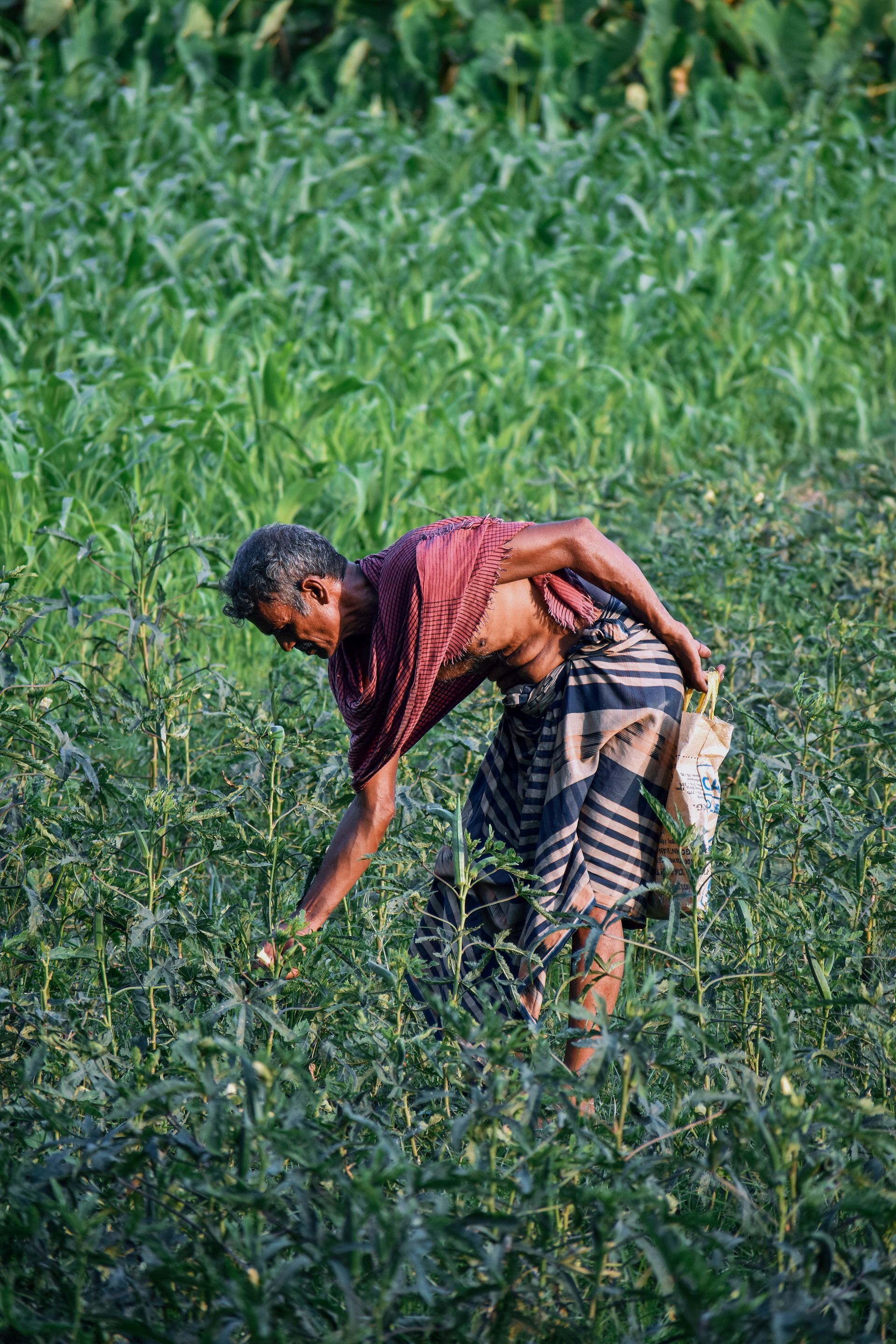 A man is picking vegetables in a field.