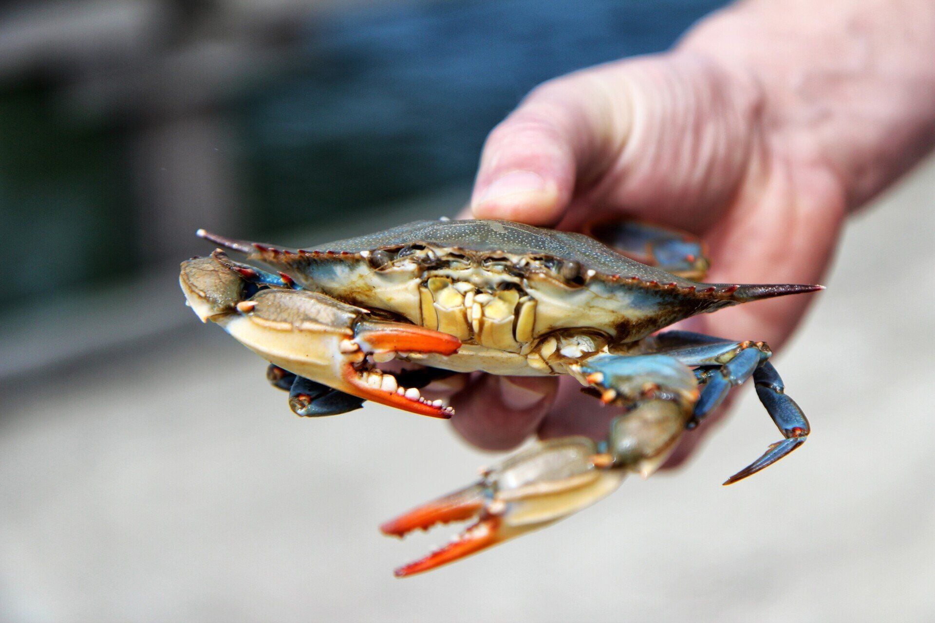 A Person Is Holding a Blue Crab in Their Hand